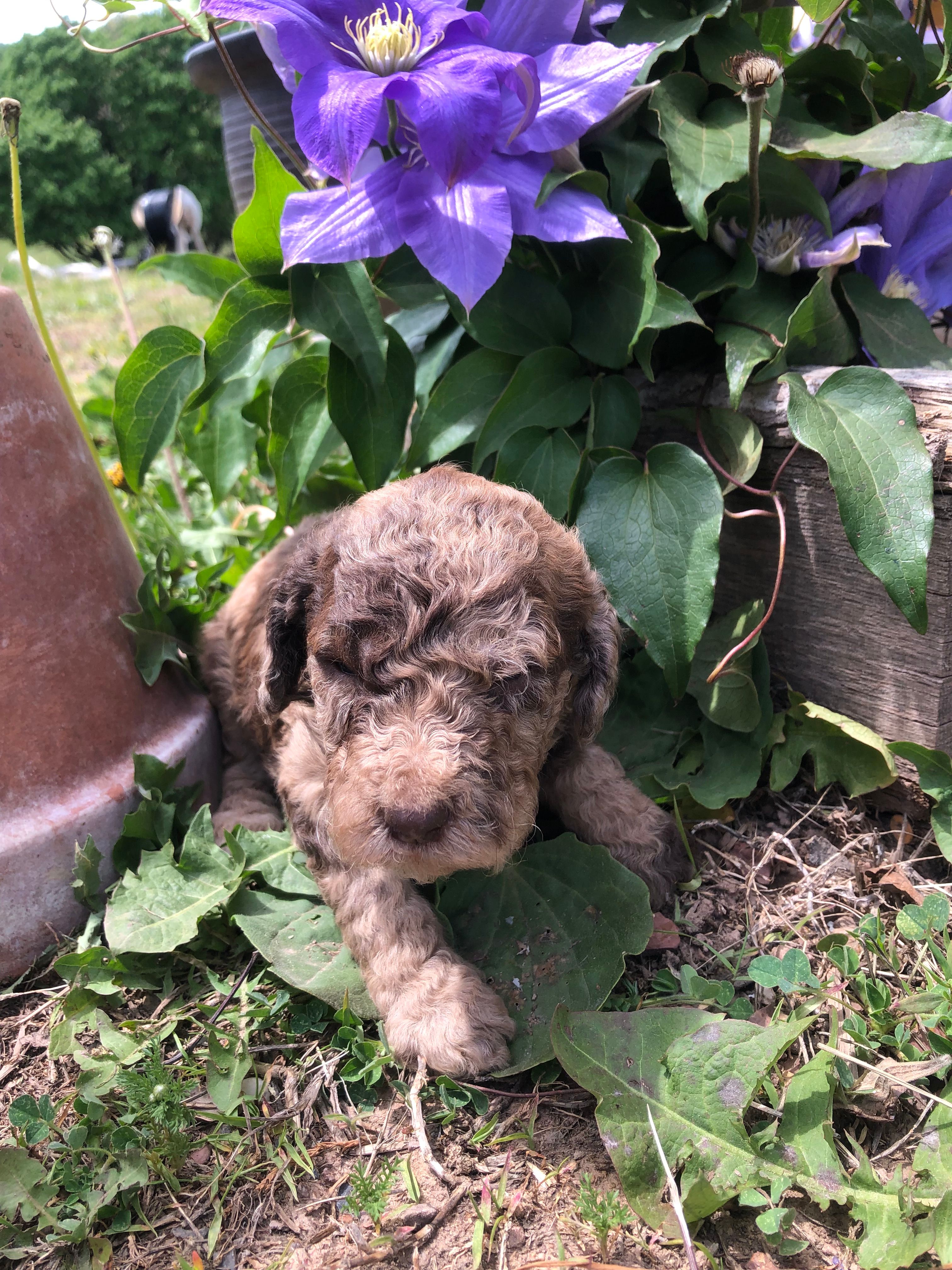 Fudge – Goldendoodle puppy for sale in Augusta, WV
