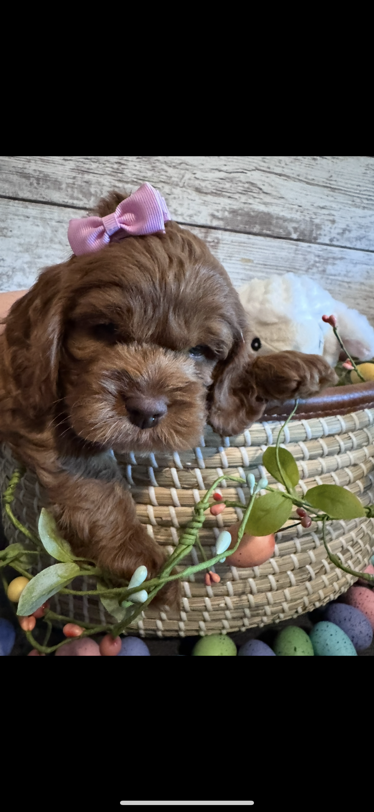 Bonnie – Cockapoo puppy for sale in Assumption, IL