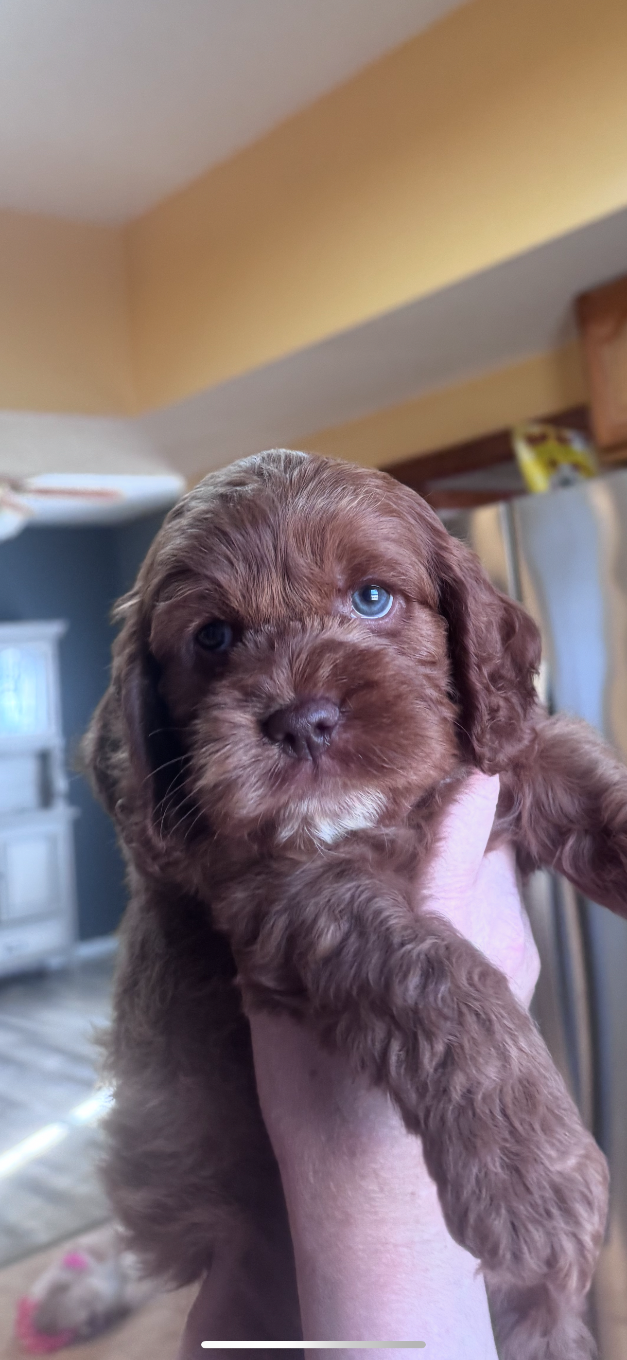 Bonnie – Cockapoo puppy for sale in Assumption, IL