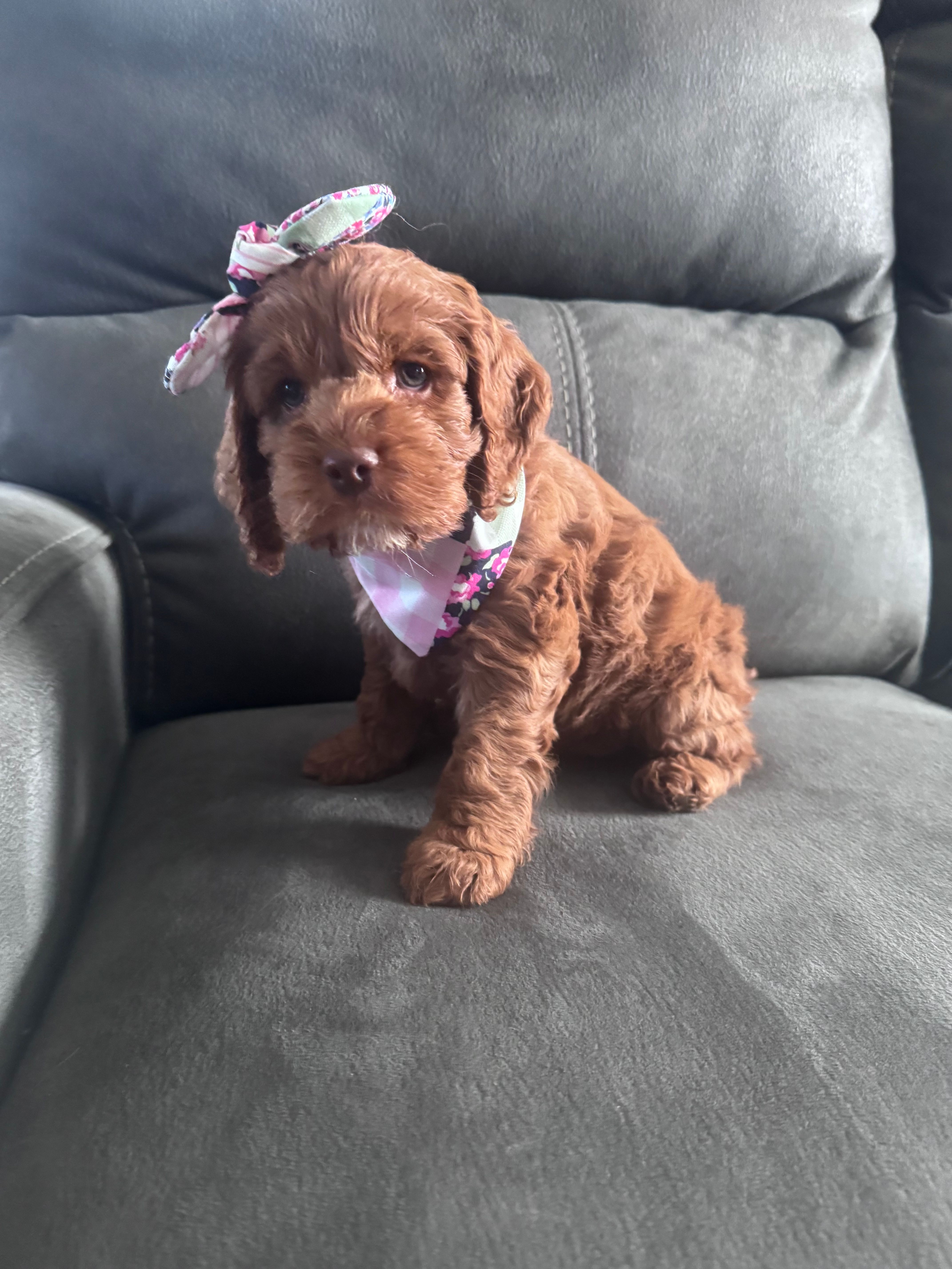 Bonnie – Cockapoo puppy for sale in Assumption, IL