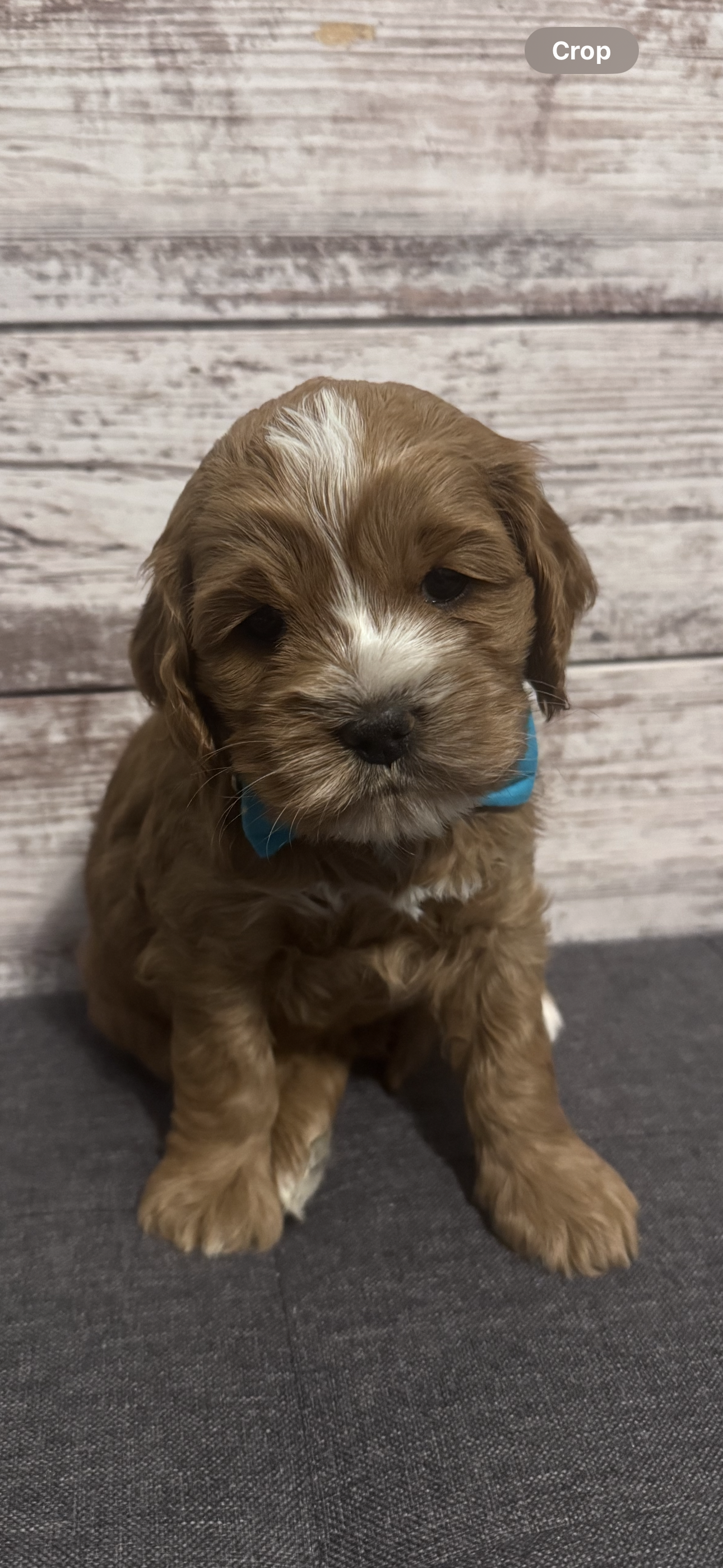 Beau – Cockapoo puppy for sale in Assumption, IL