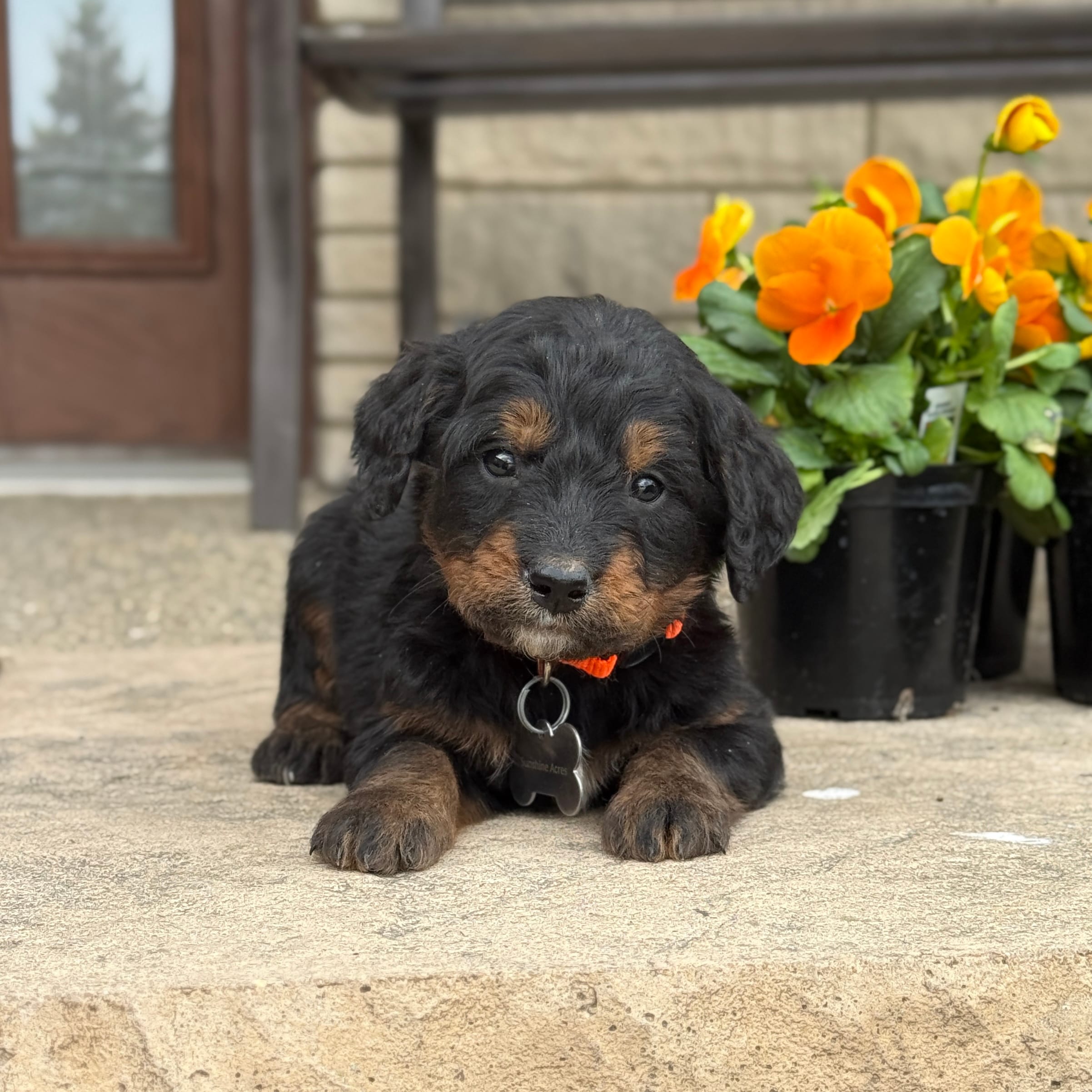 Juno – Goldendoodle, Bernedoodle puppy for sale in Wolcott, IN