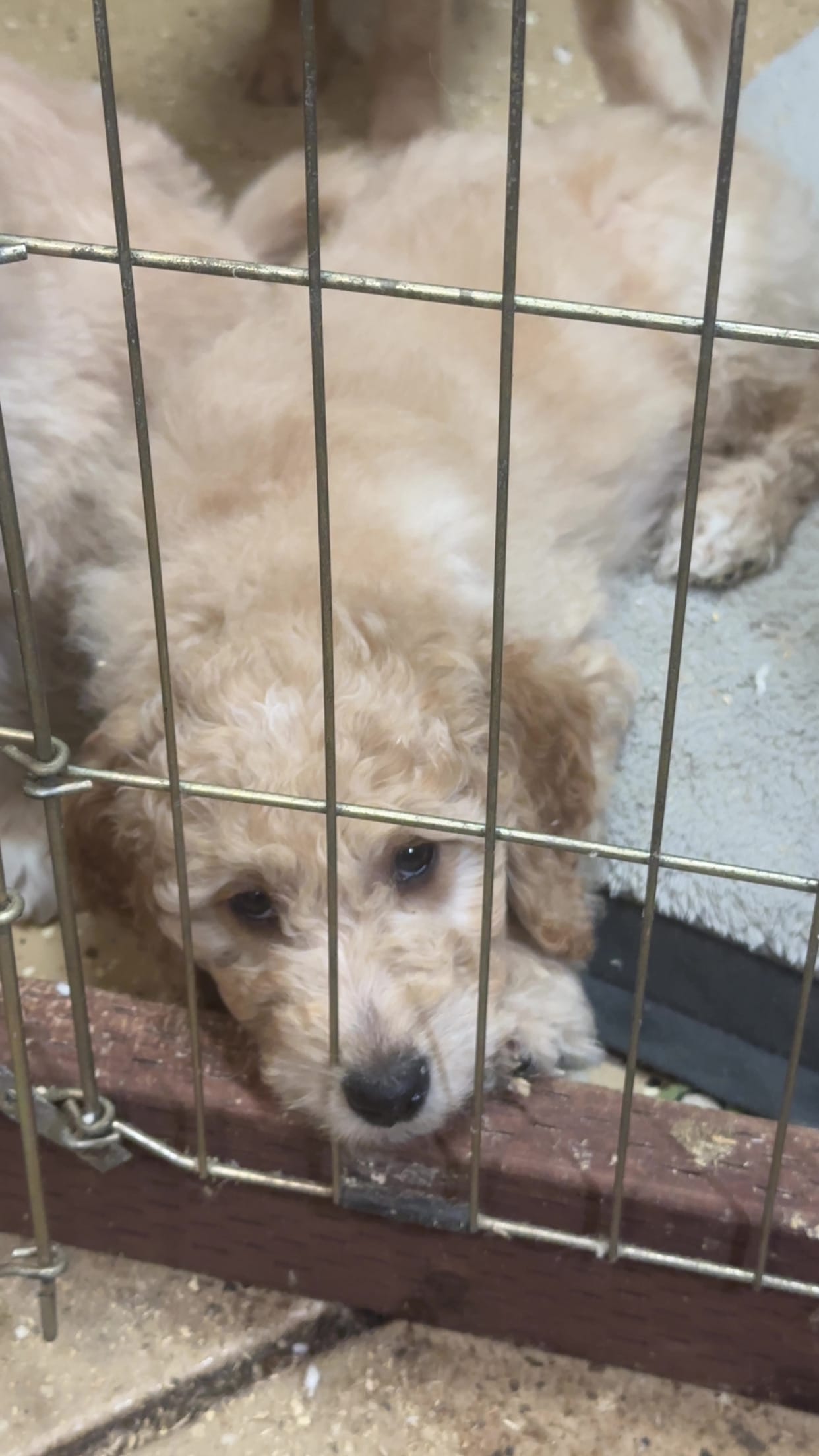 Blue  – Goldendoodle puppy for sale in Sacramento, CA