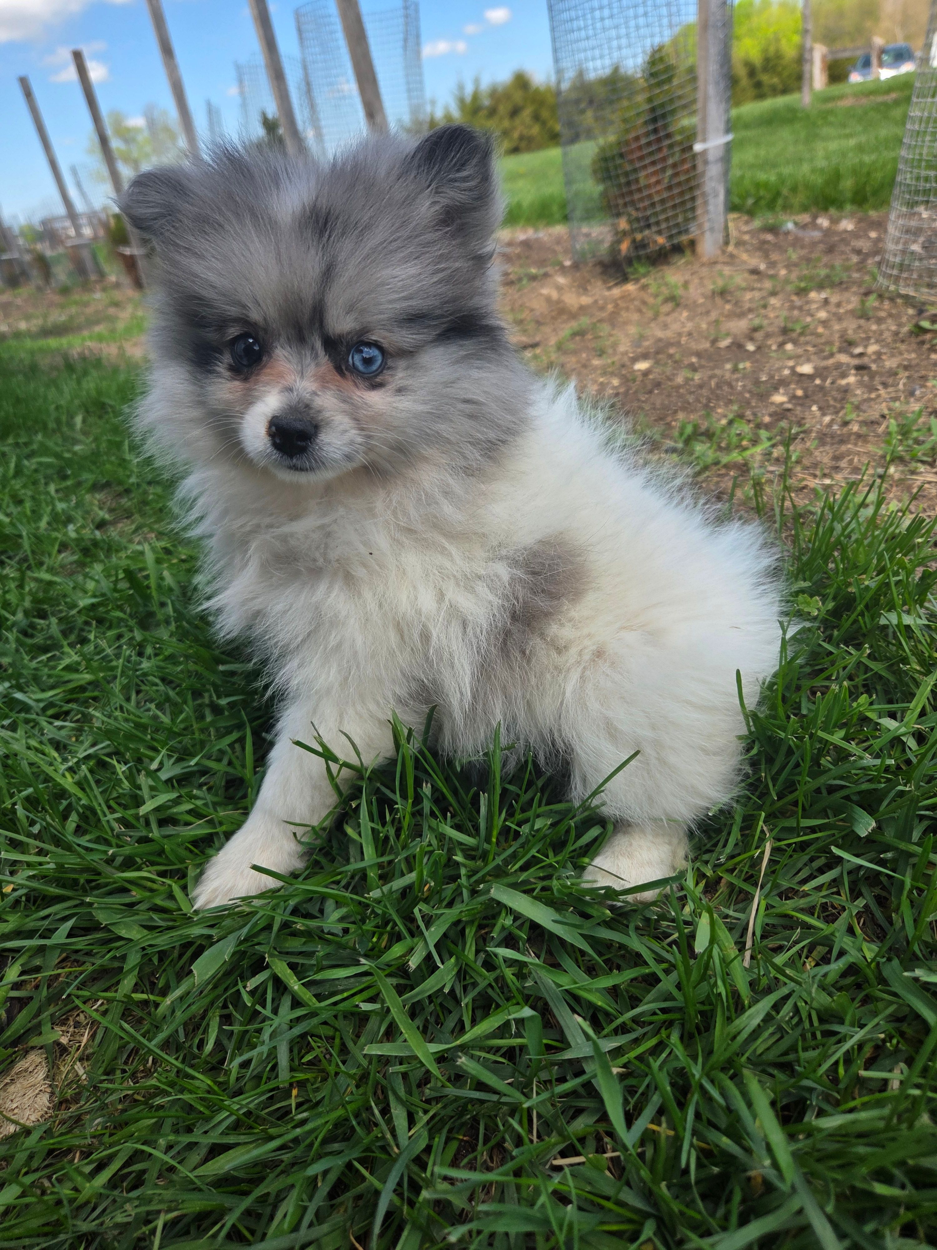 Piper – Pomeranian puppy for sale in Shipshewana, IN