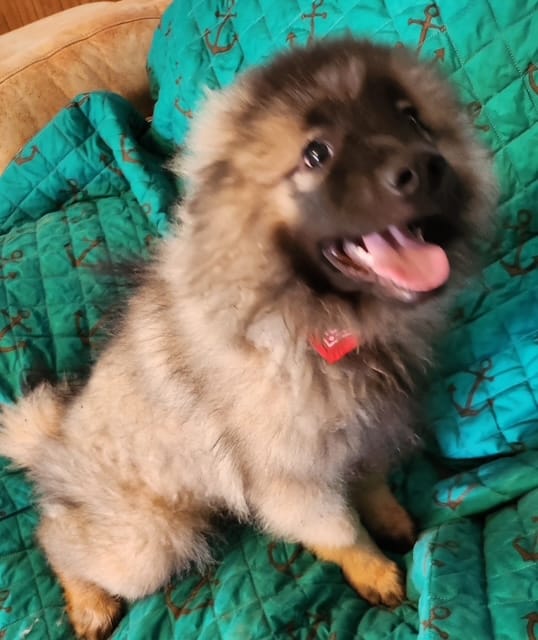 AKC Anton – Keeshond puppy for sale in Oklahoma City, OK