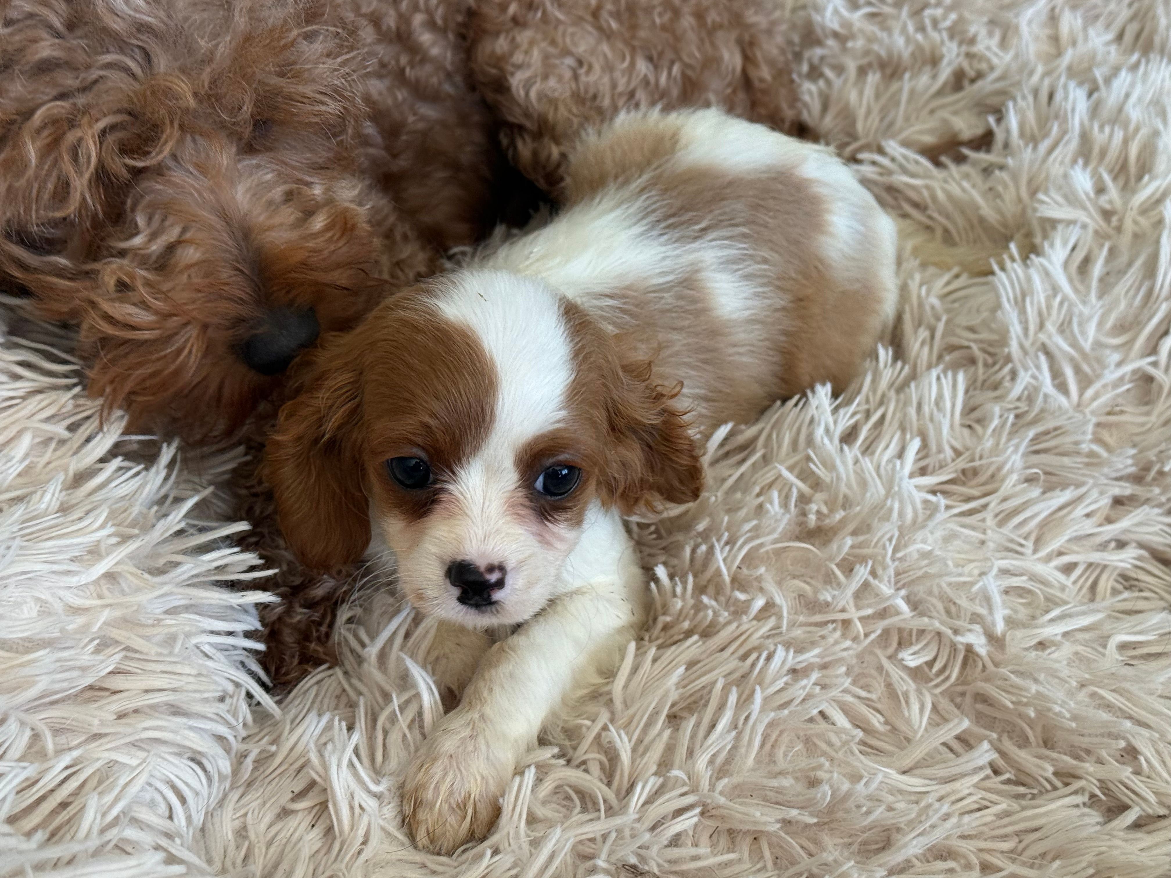 Lucy – Cavapoo puppy for sale in Woodbury, MN