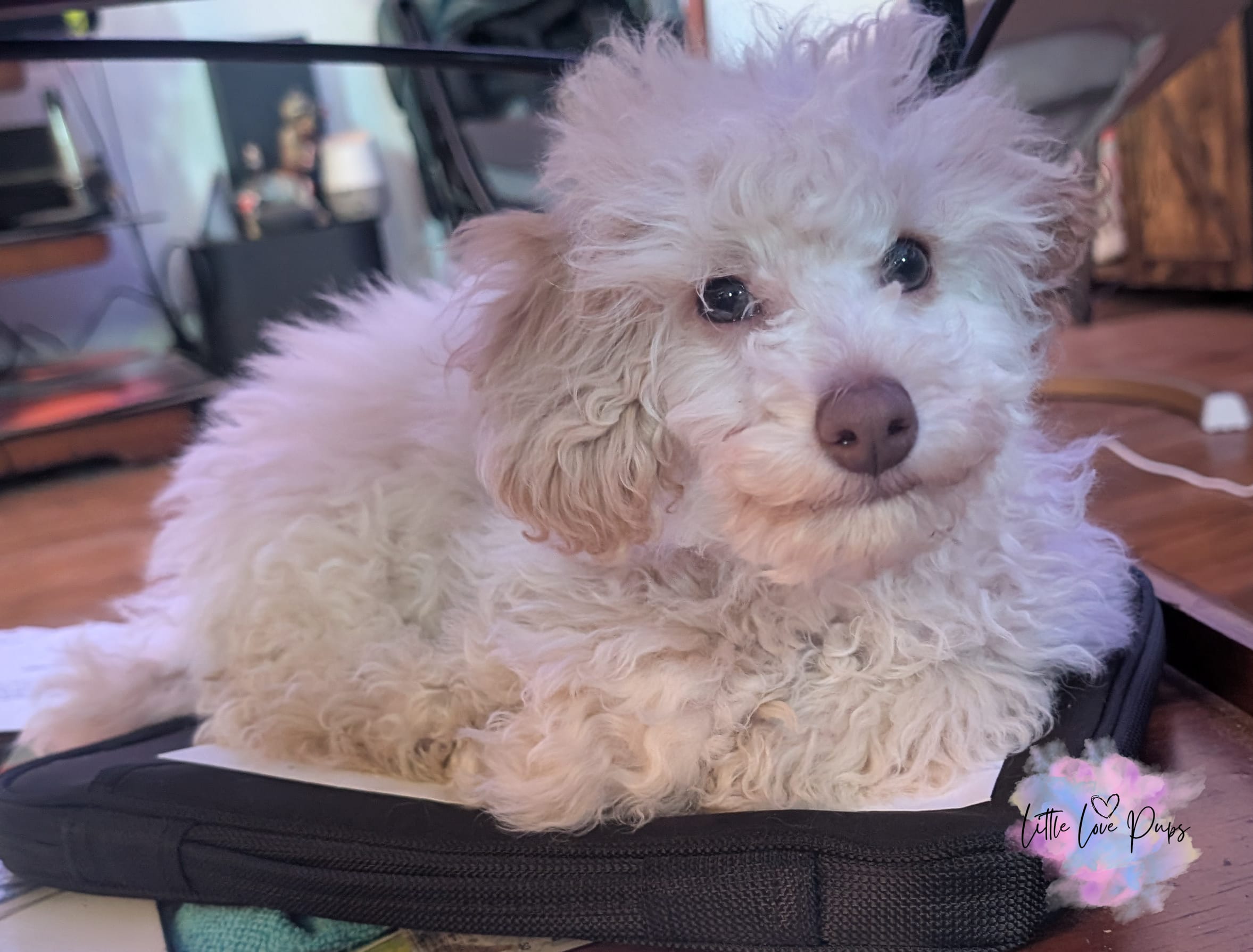 Romeo – Poodle - Toy  puppy for sale in Colorado Springs, CO