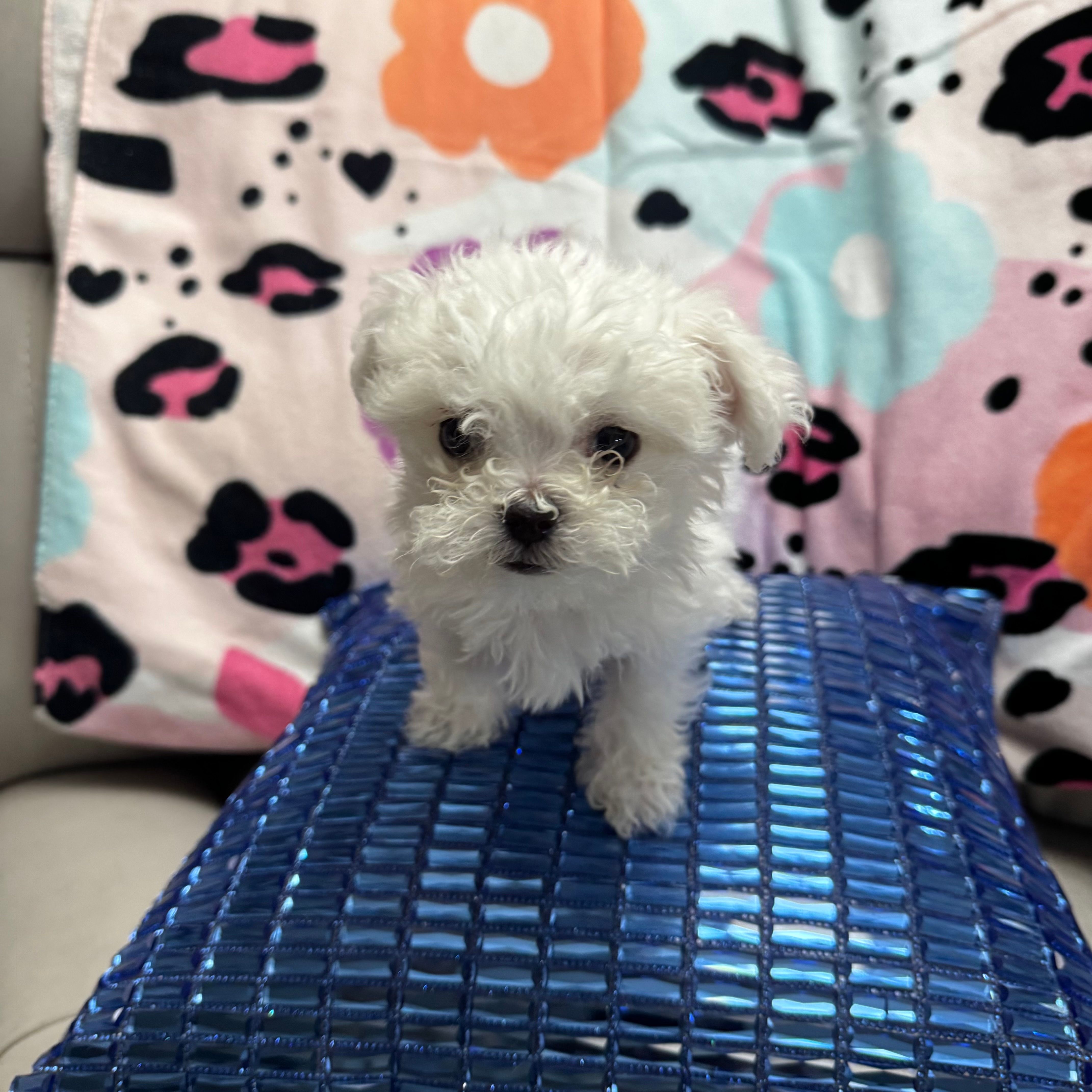 COCO – Maltese puppy for sale in Galloway Township, NJ
