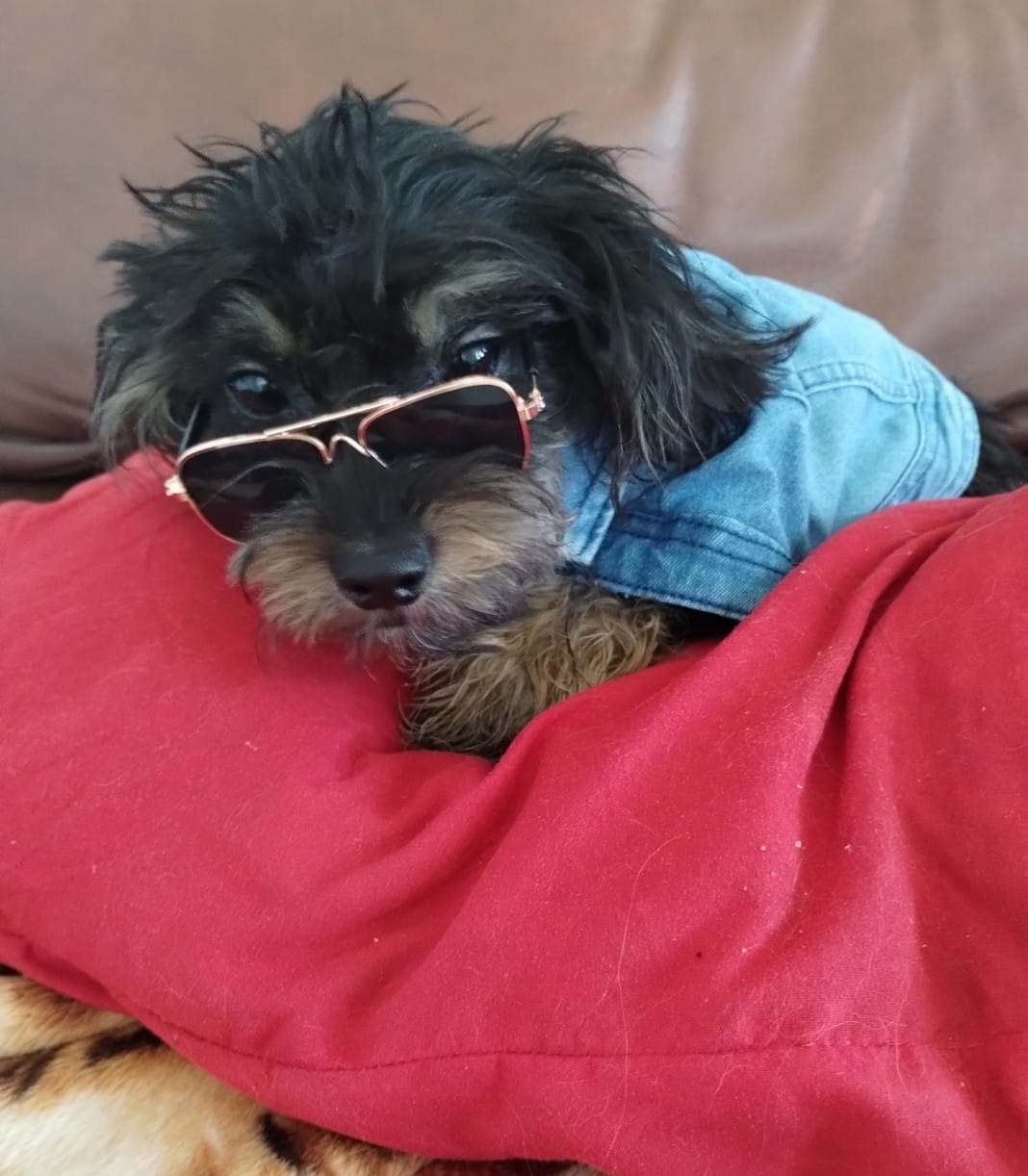 Gobo – Shih Tzu, Poodle - Toy  puppy for sale in Hoboken, NJ