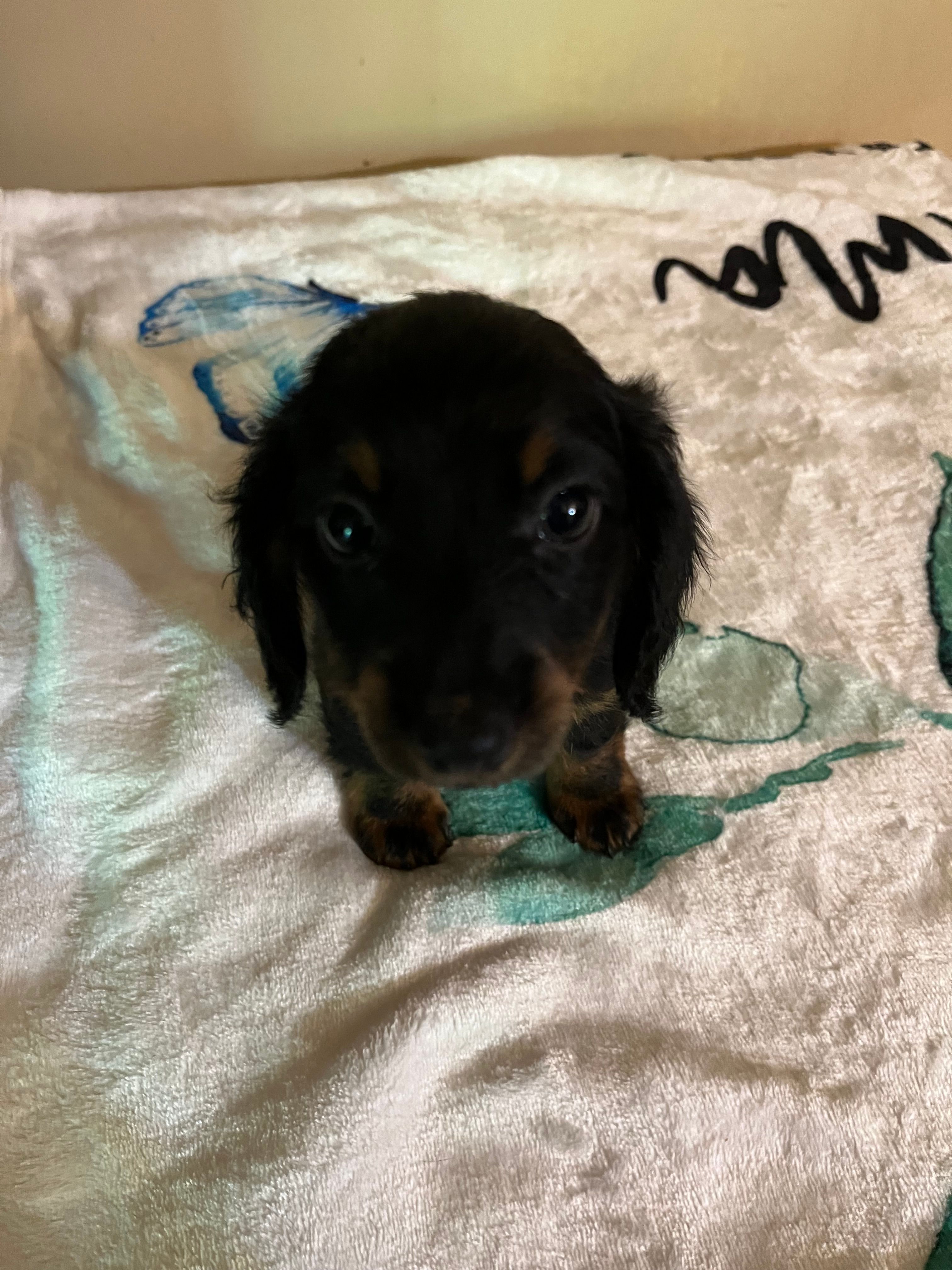 Black male – Miniature Dachshund puppy for sale in Chatsworth, GA