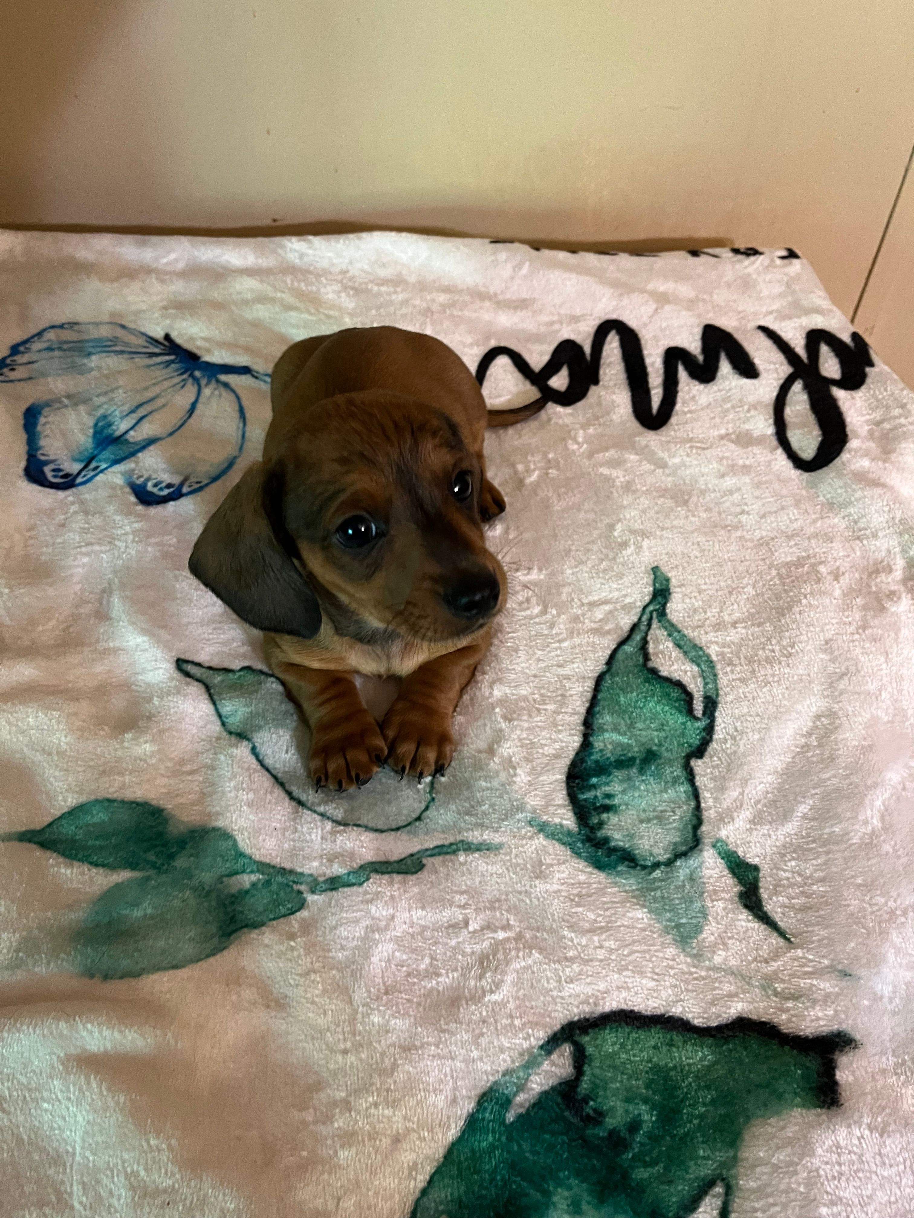 Red male – Miniature Dachshund puppy for sale in Chatsworth, GA