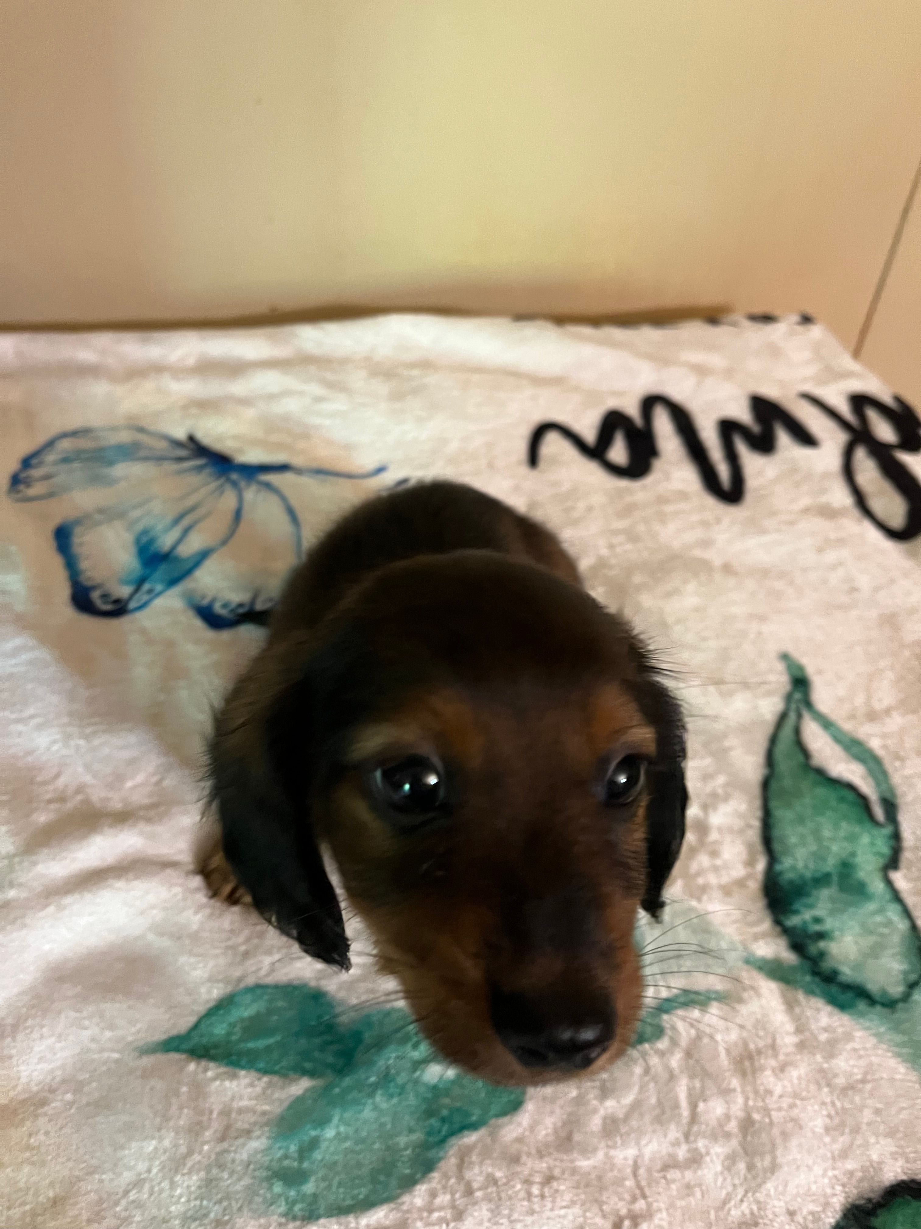 Shaded red male – Miniature Dachshund puppy for sale in Chatsworth, GA