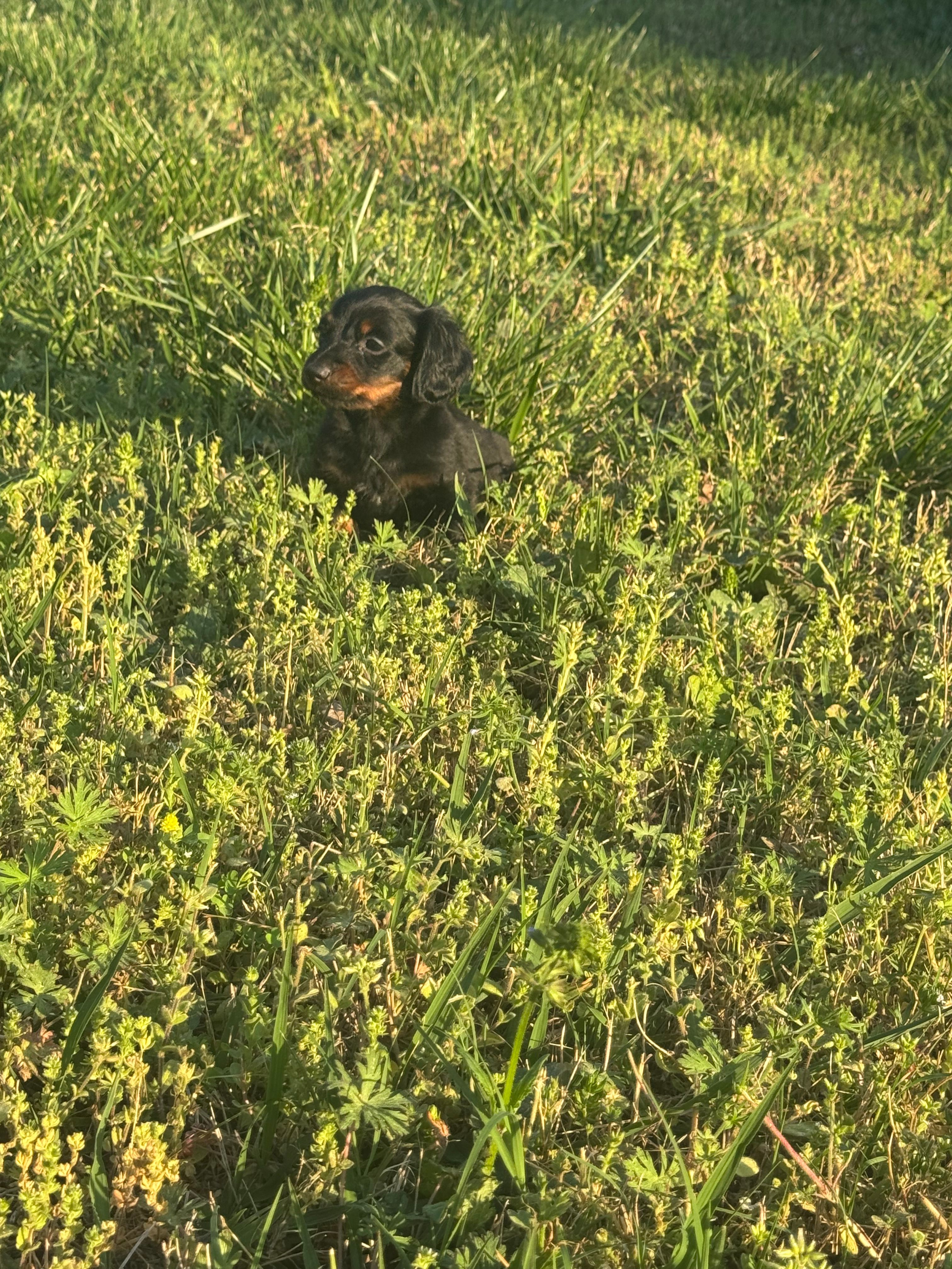Scout – Miniature Dachshund puppy for sale in Chatsworth, GA
