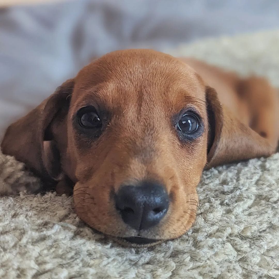 Lola  – Miniature Dachshund puppy for sale in Houston, TX