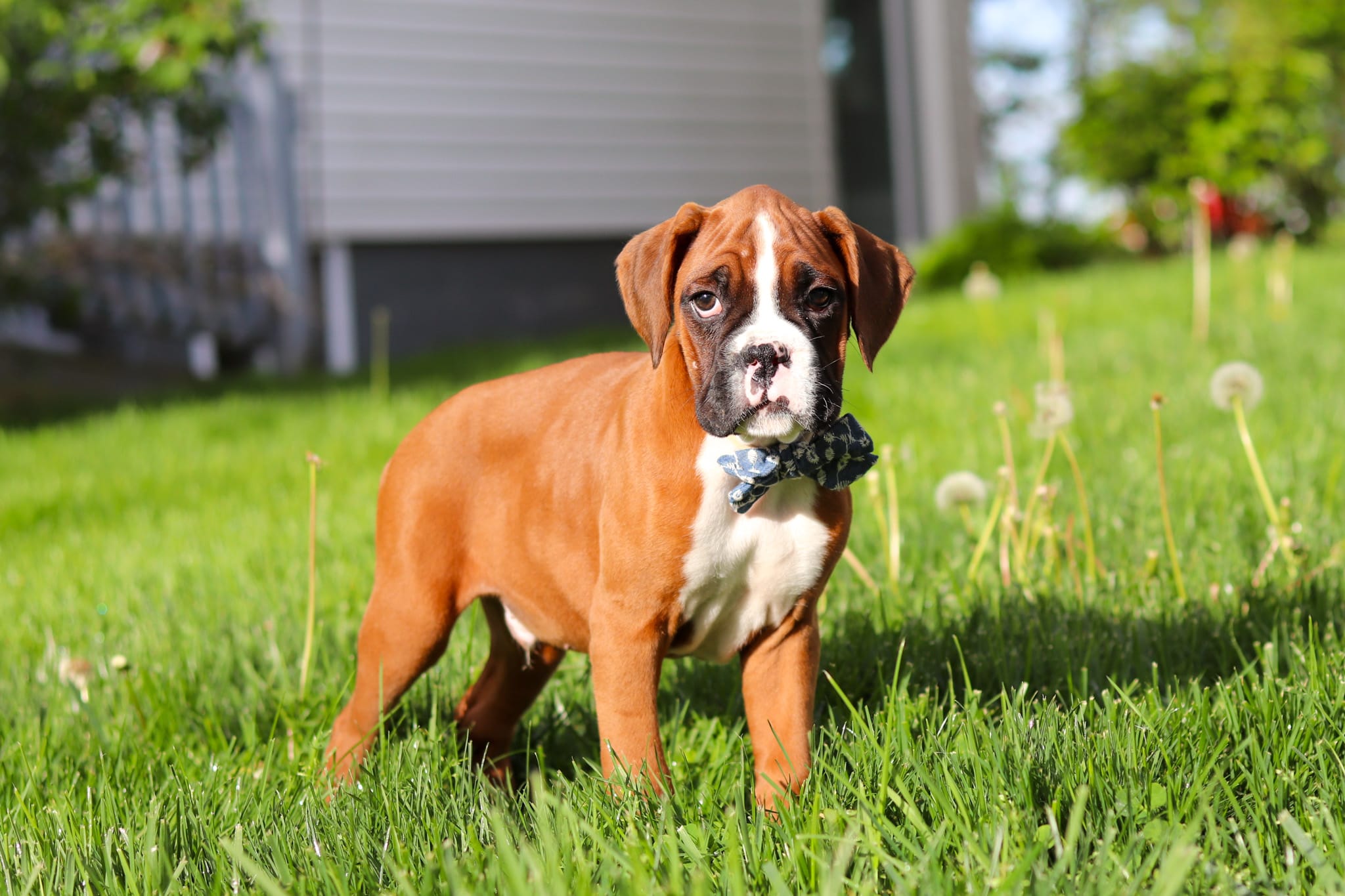 Kian – Boxer puppy for sale in Fredericksburg, OH