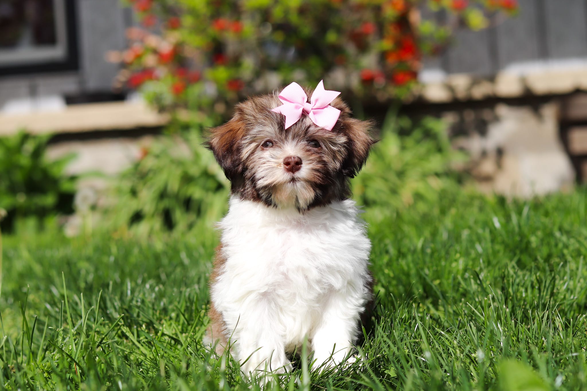 Honey – Havanese puppy for sale in Fredericksburg, OH