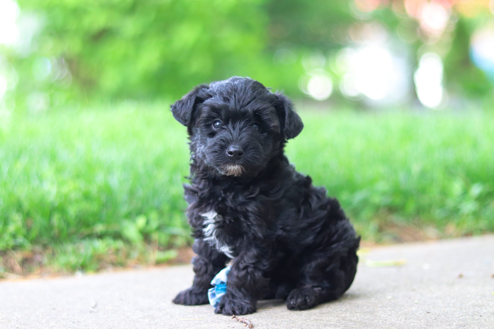 Pat – Yorkipoo puppy for sale in Fredericksburg, OH