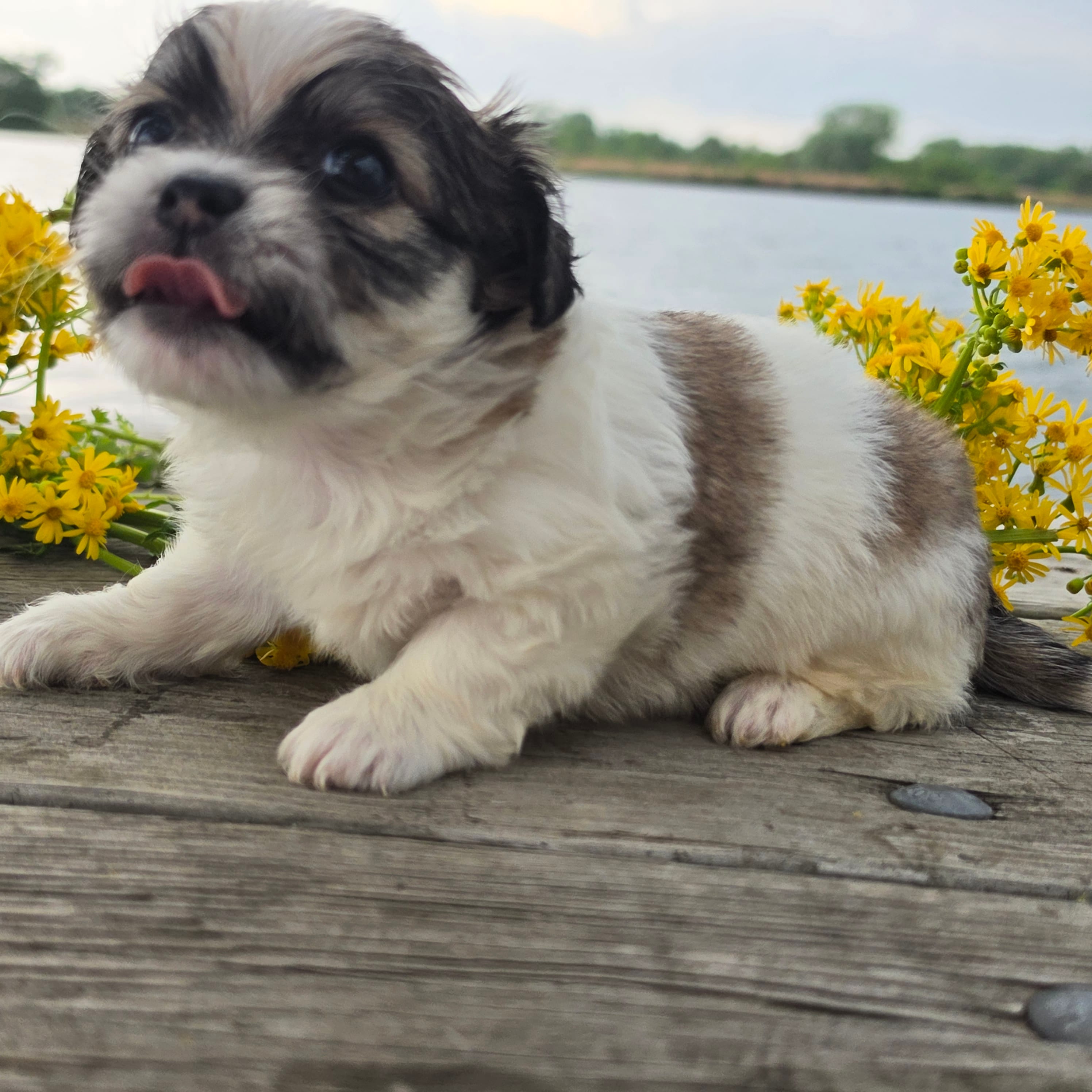 Artemis  – Maltese, Shih Tzu puppy for sale in Hazelwood, MO