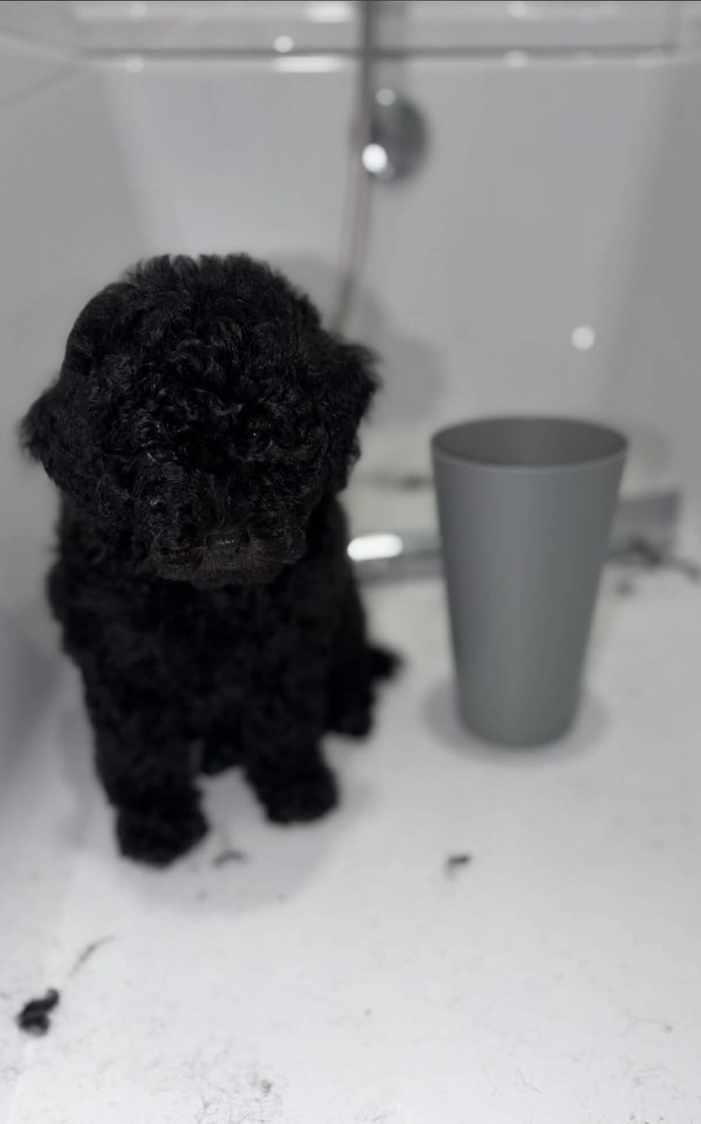 Stella – Poodle - Miniature  puppy for sale in Fort Walton Beach, FL
