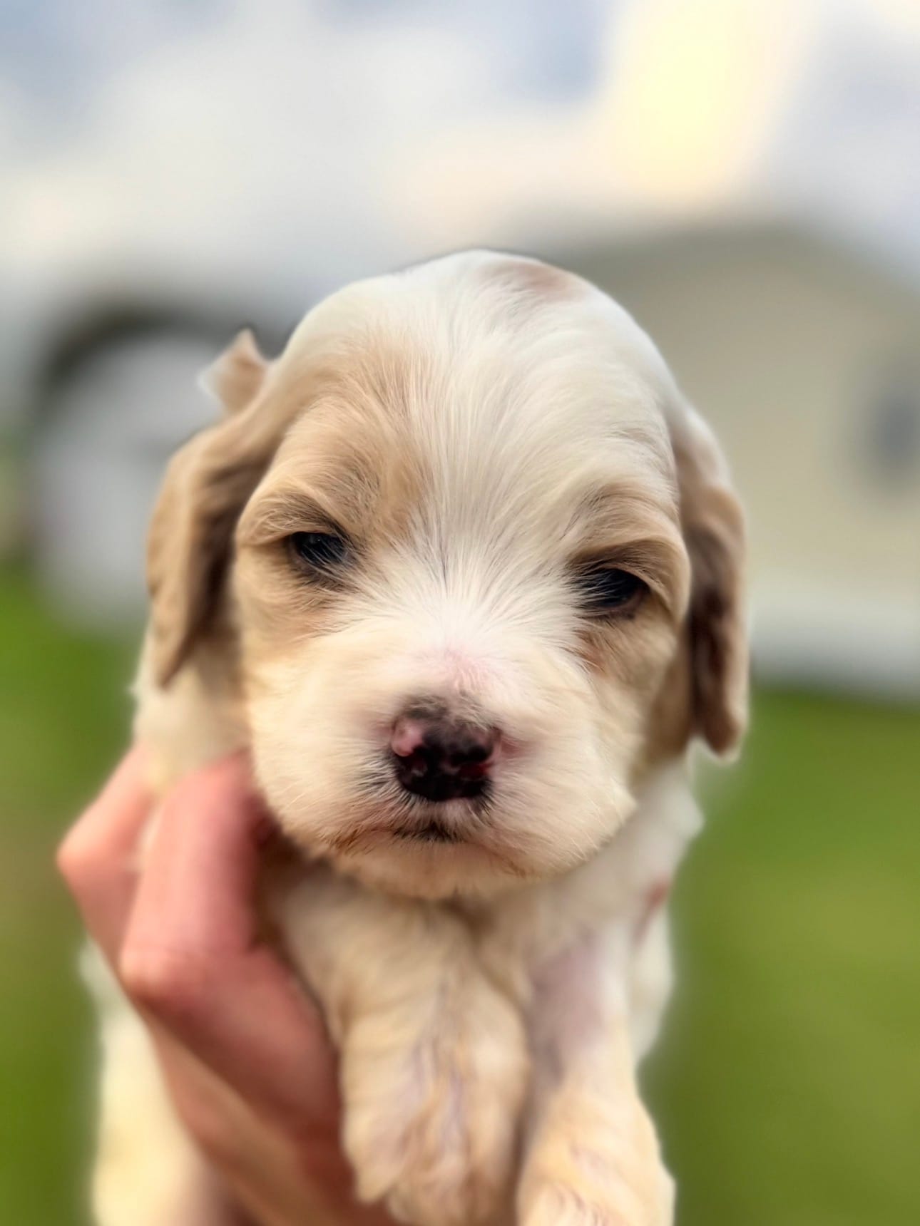 Willow  – Cockapoo puppy for sale in Ville Platte, LA