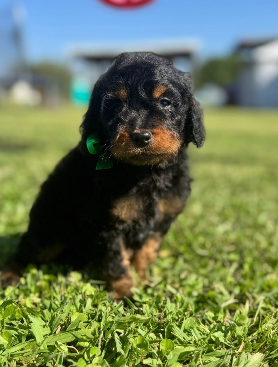 Onyx  – Cavapoo puppy for sale in Ville Platte, LA