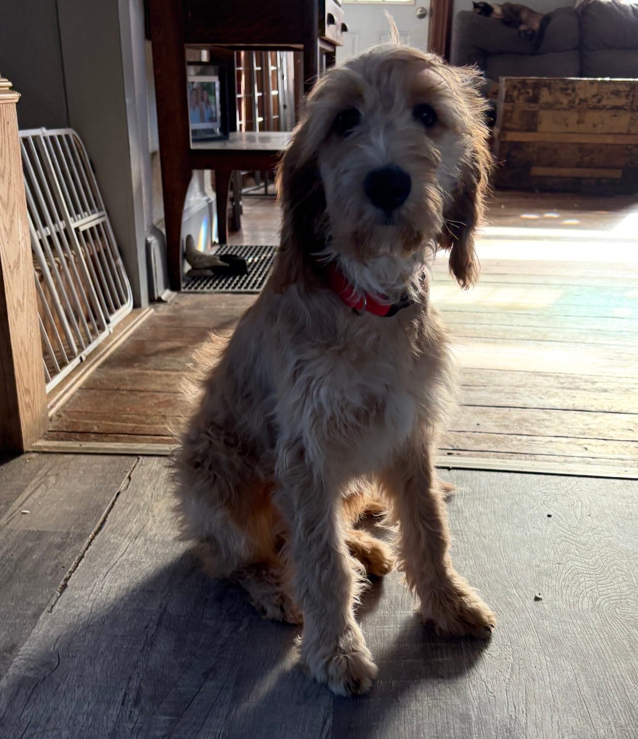 Jacolyn – Irish Doodle puppy for sale in Sabula, IA