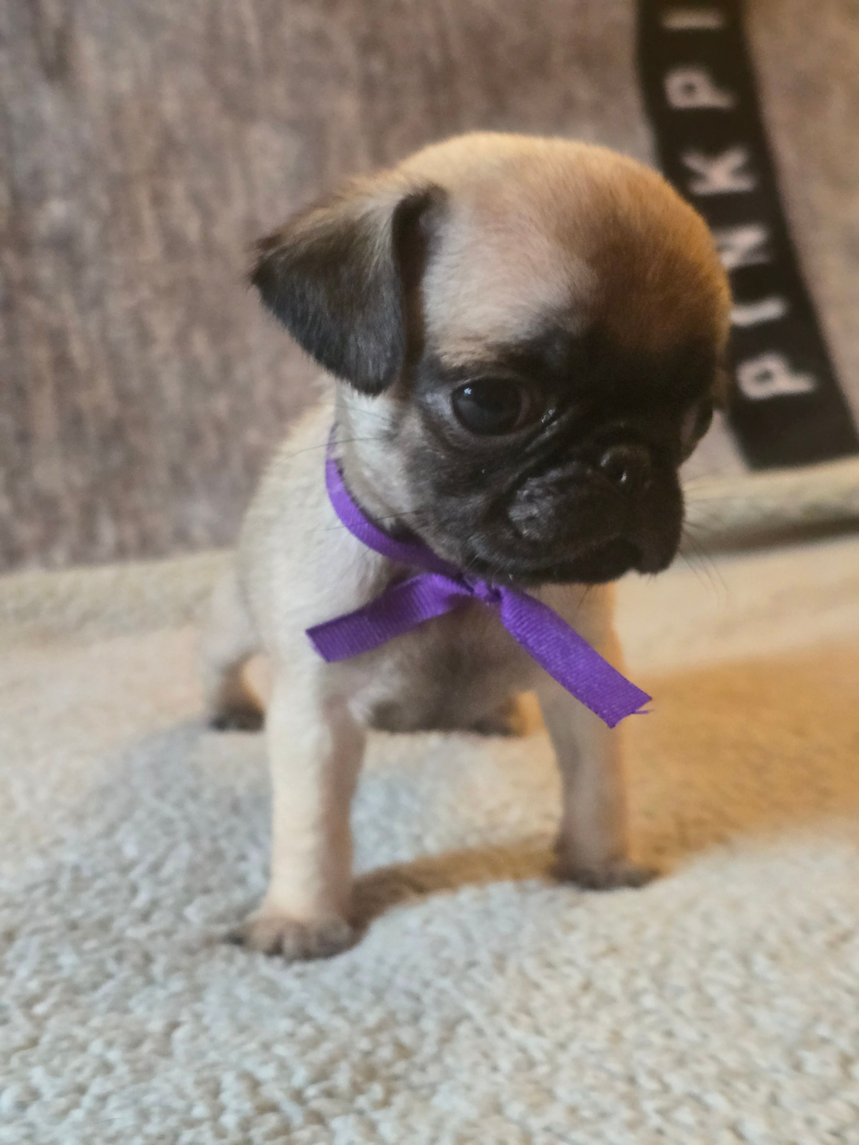 Star – Pug puppy for sale in Huguenot, NY