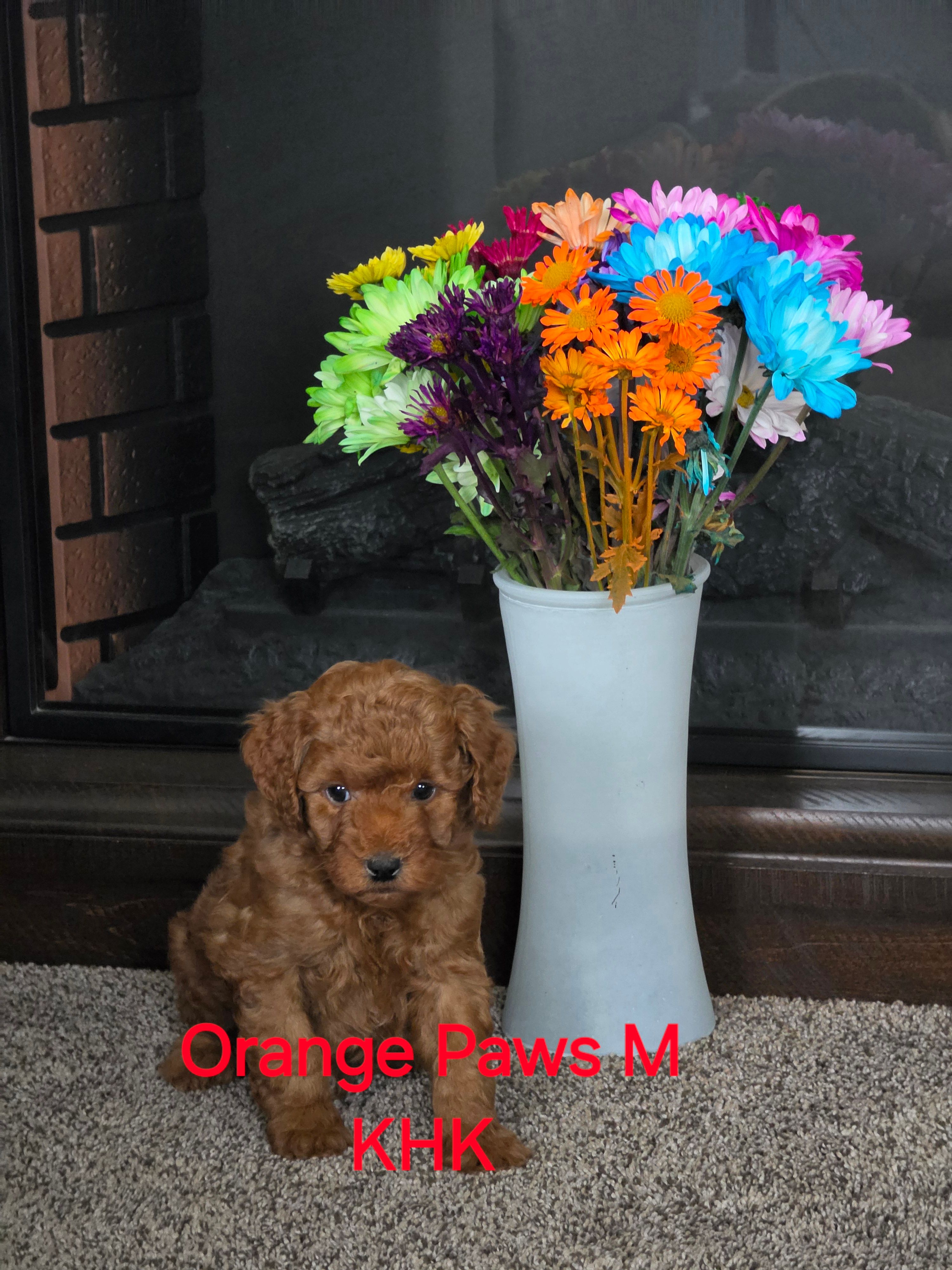 Orion  – Miniature Goldendoodle puppy for sale in Salineville, OH