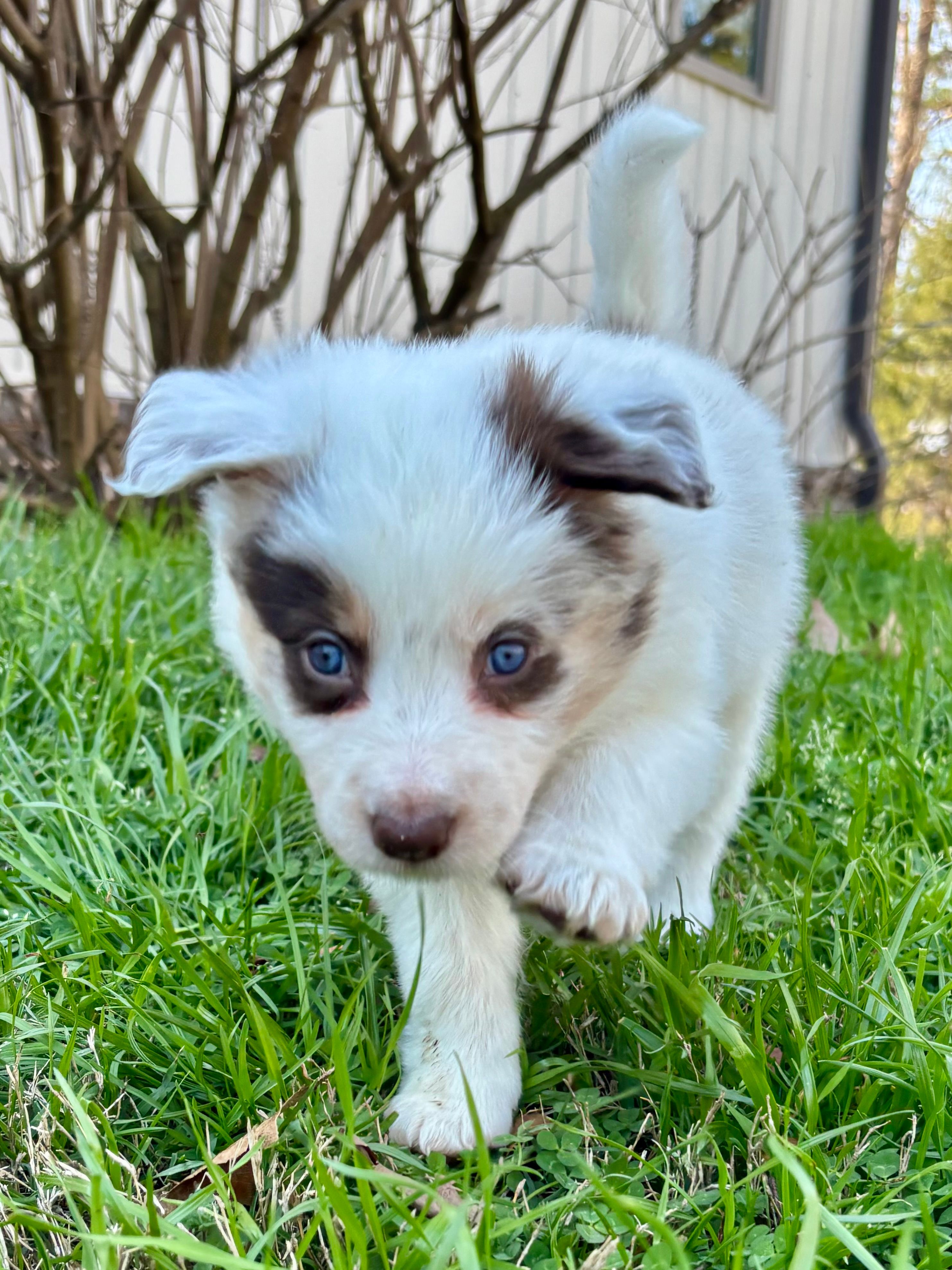 Hot Pink (Panda) – Border Collie puppy for sale in Maryville, TN