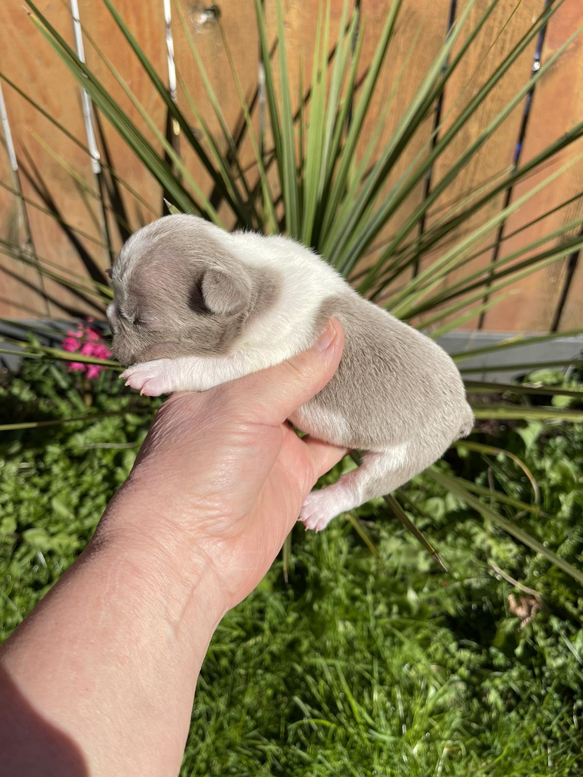 Lola - ISABELLA PIED – French Bulldog puppy for sale in Bellingham, WA