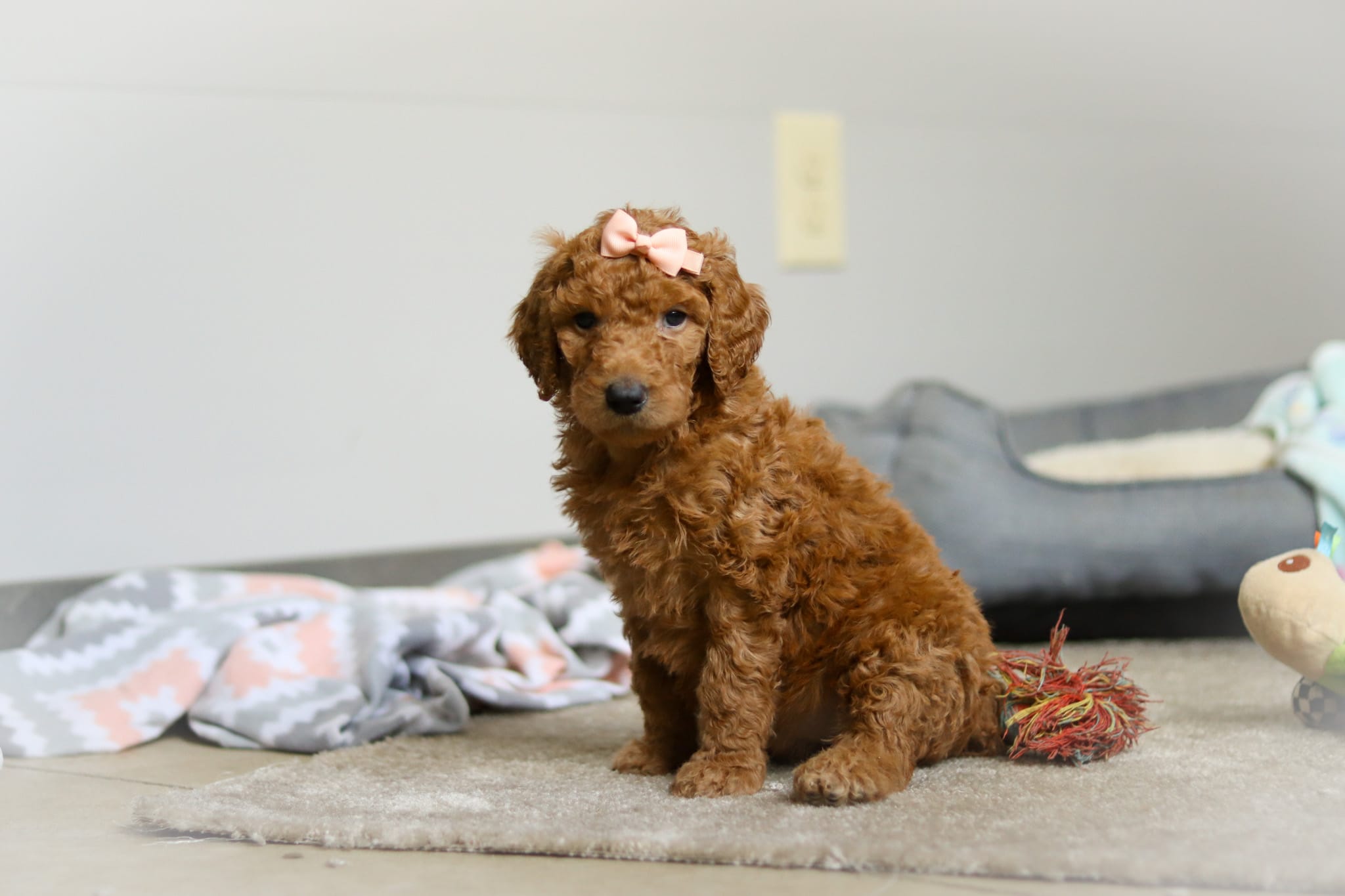 Nova AKC – Poodle - Standard  puppy for sale in Millersburg, OH