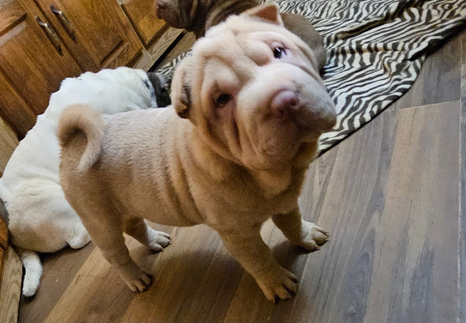 Albino cream girl – Chinese Shar-Pei puppy for sale in Atlanta, GA