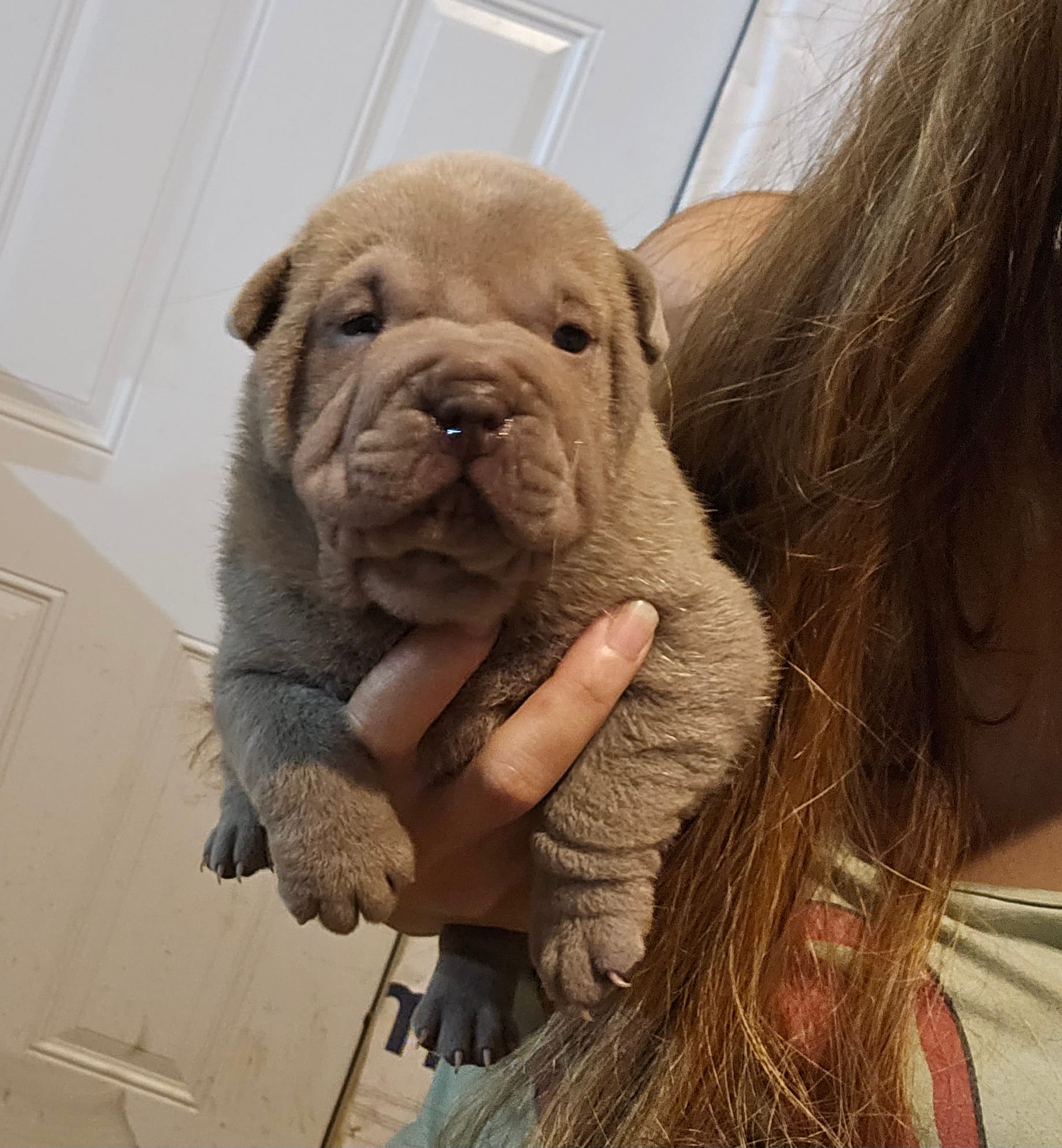 Blue girl – Chinese Shar-Pei puppy for sale in Atlanta, GA