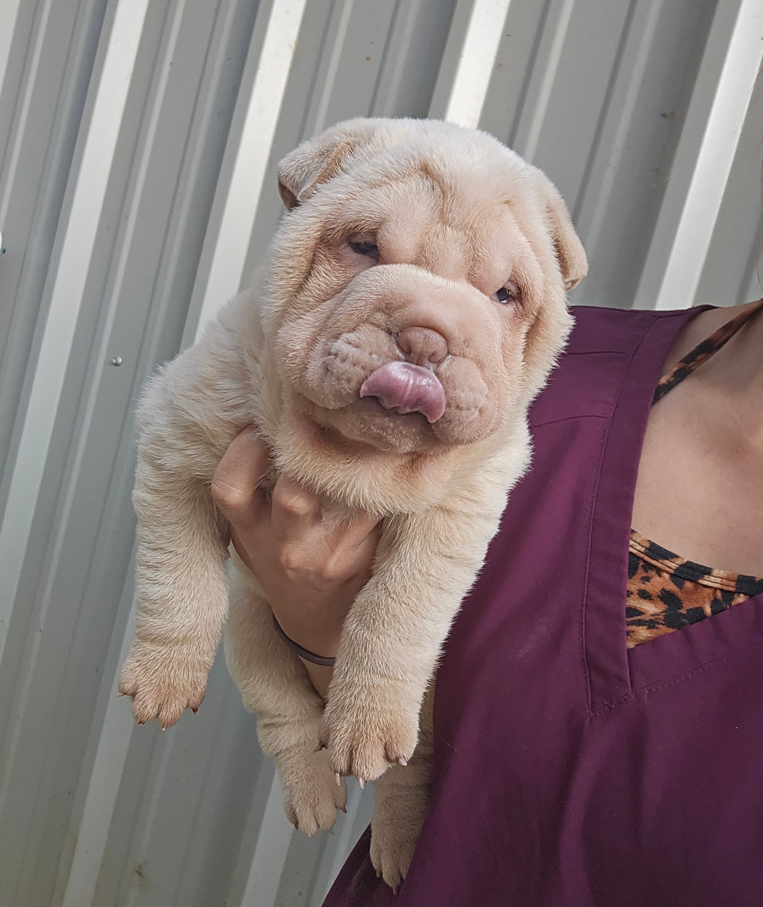 Albino cream girl – Chinese Shar-Pei puppy for sale in West Palm Beach, FL