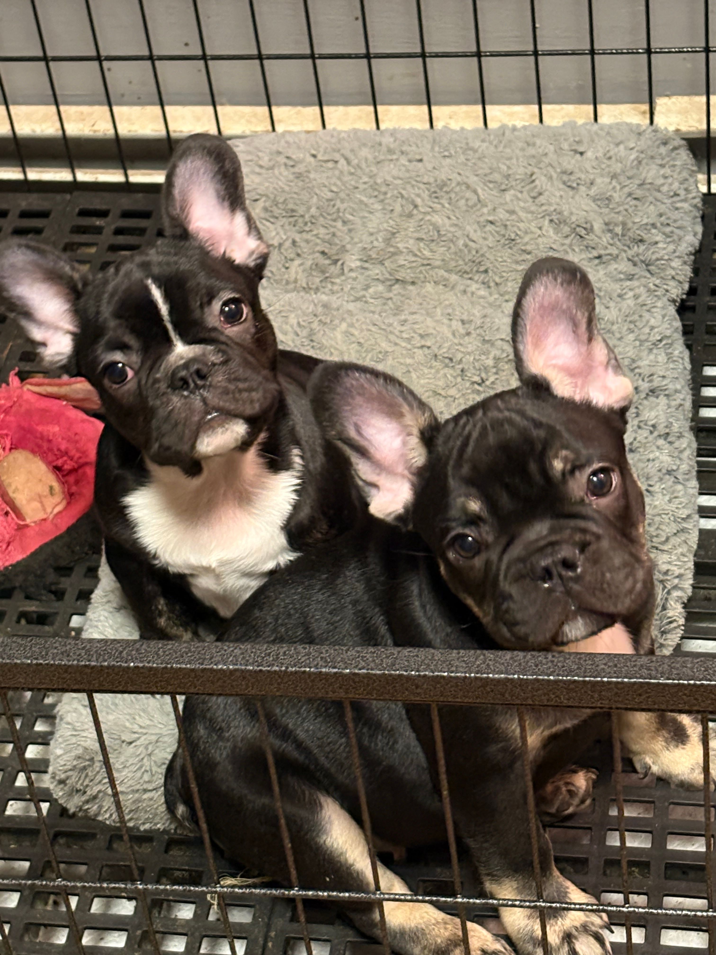 Black and tan – French Bulldog puppy for sale in Union City, NJ