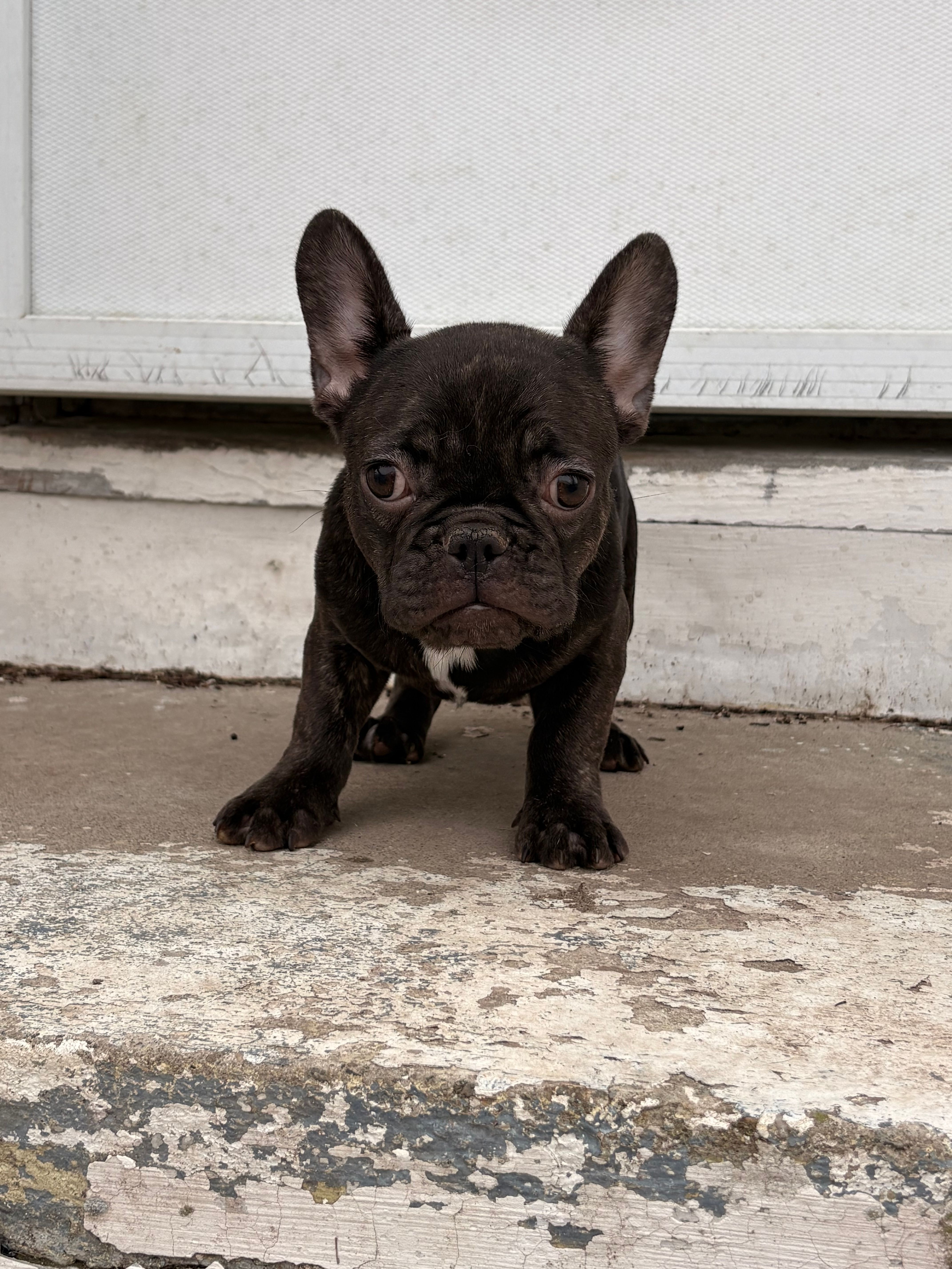 Rojo female – French Bulldog puppy for sale in Union City, NJ