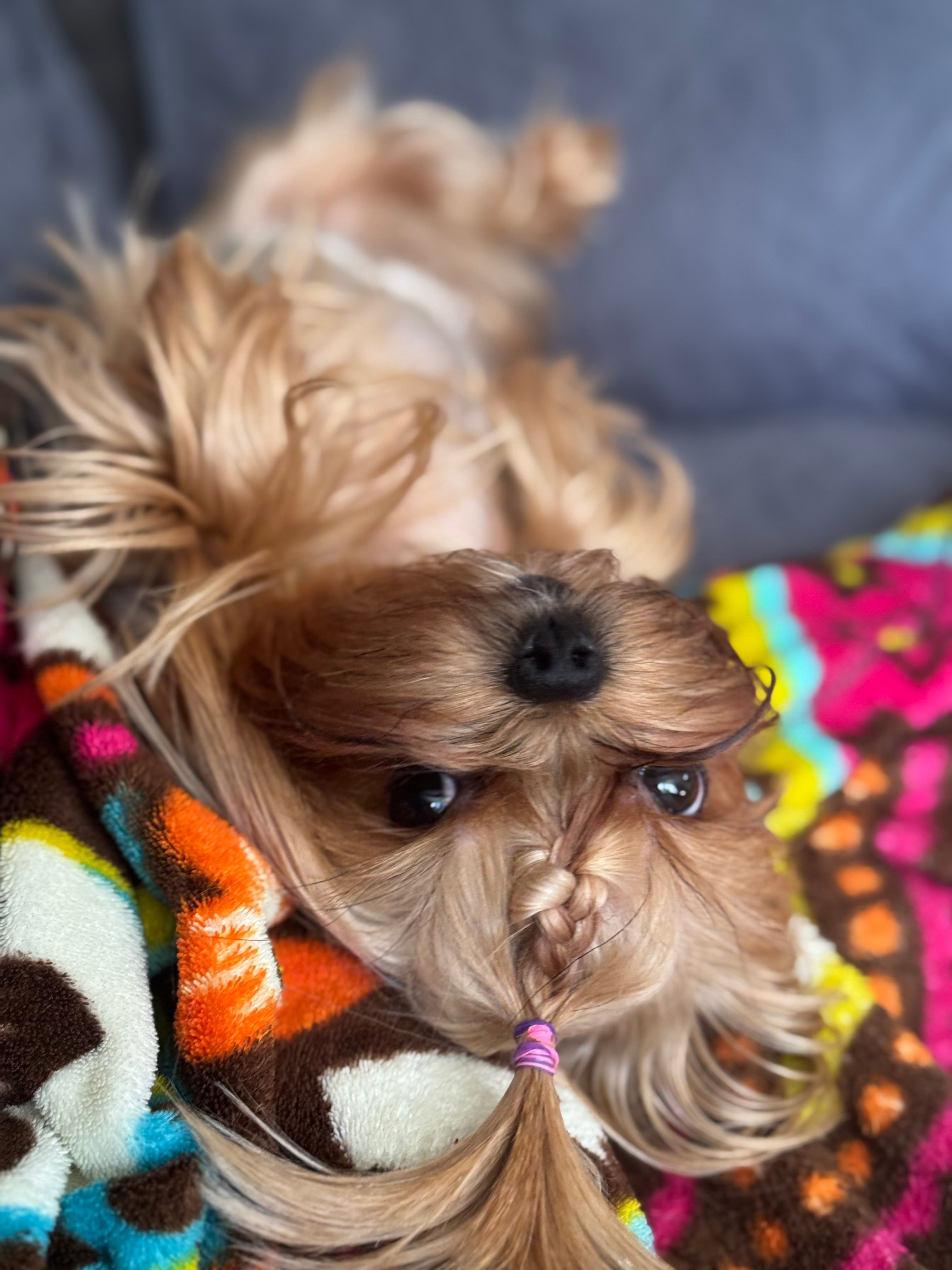 Nori – Yorkshire Terrier puppy for sale in Mountlake Terrace, WA