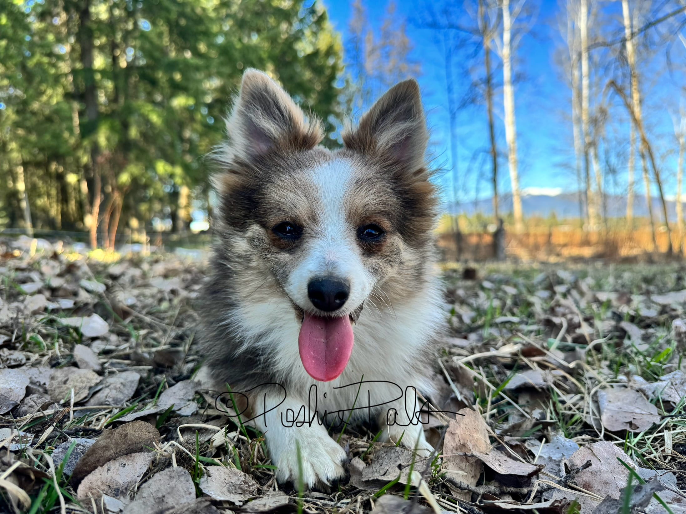 Trixie – Shetland Sheepdog, Pomeranian puppy for sale in Bonners Ferry, ID