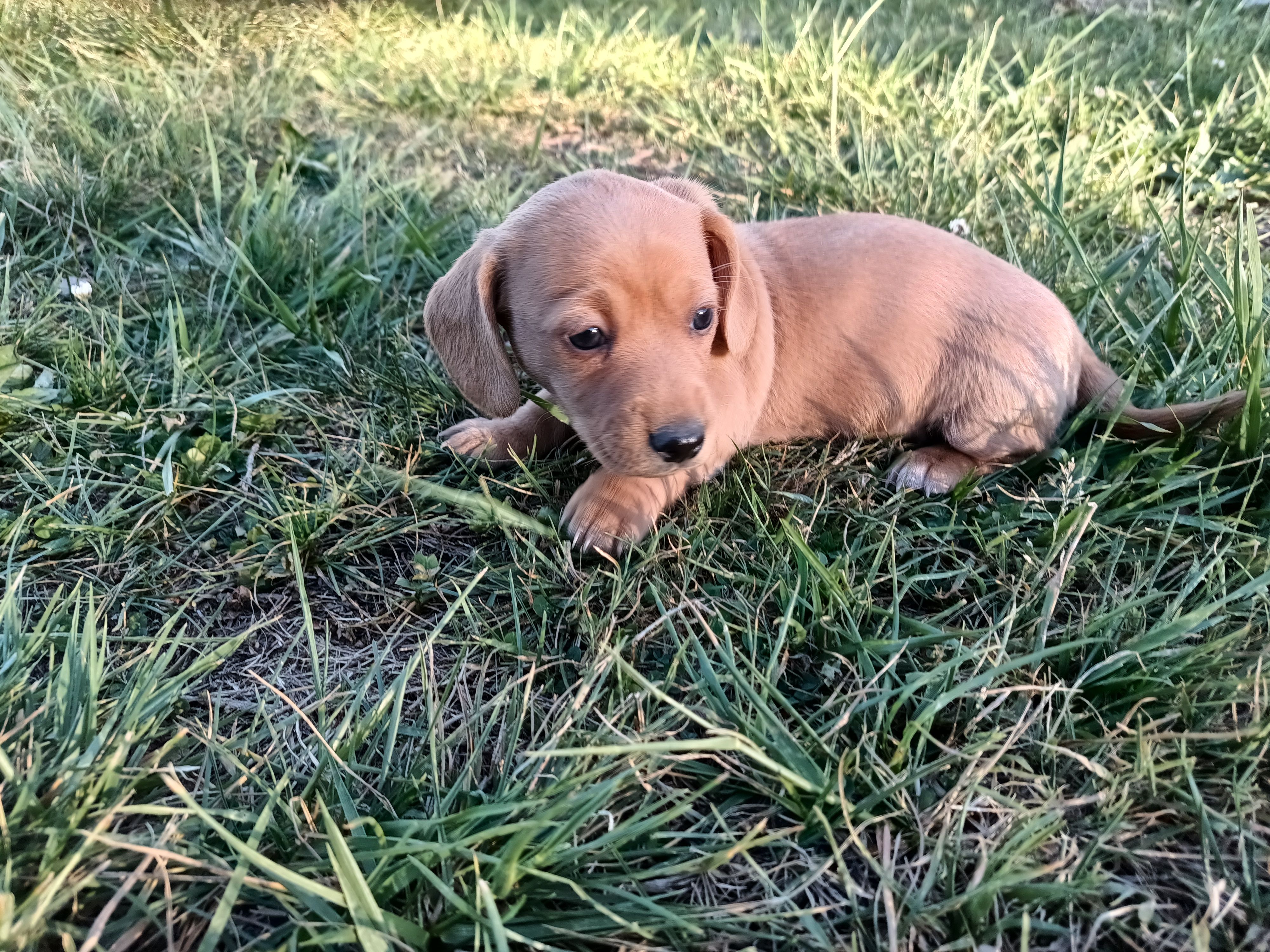 Short hair girl – Miniature Dachshund puppy for sale in Mount Airy, NC