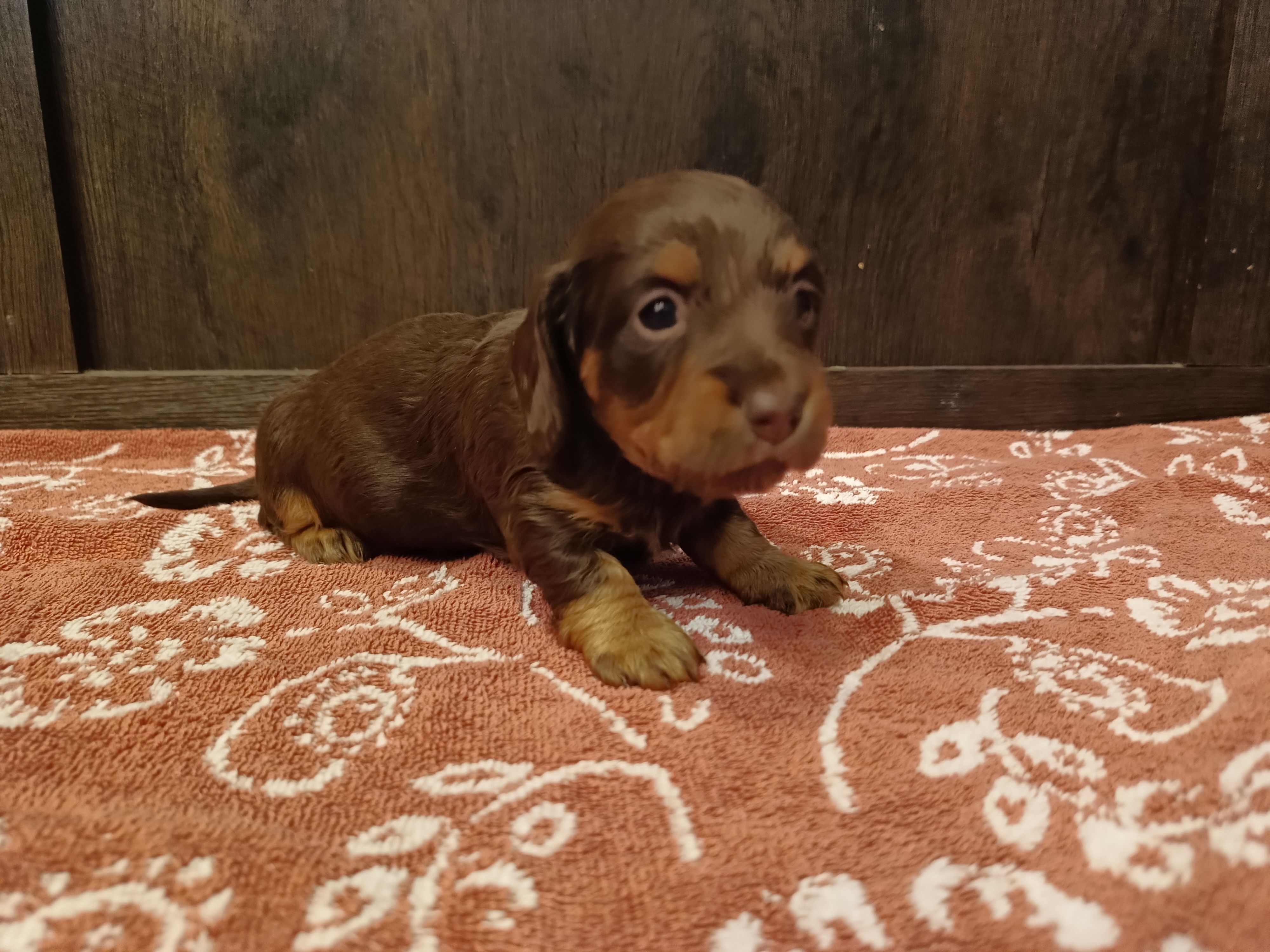 Chocolate tan – Miniature Dachshund puppy on hold in Mount Airy, NC