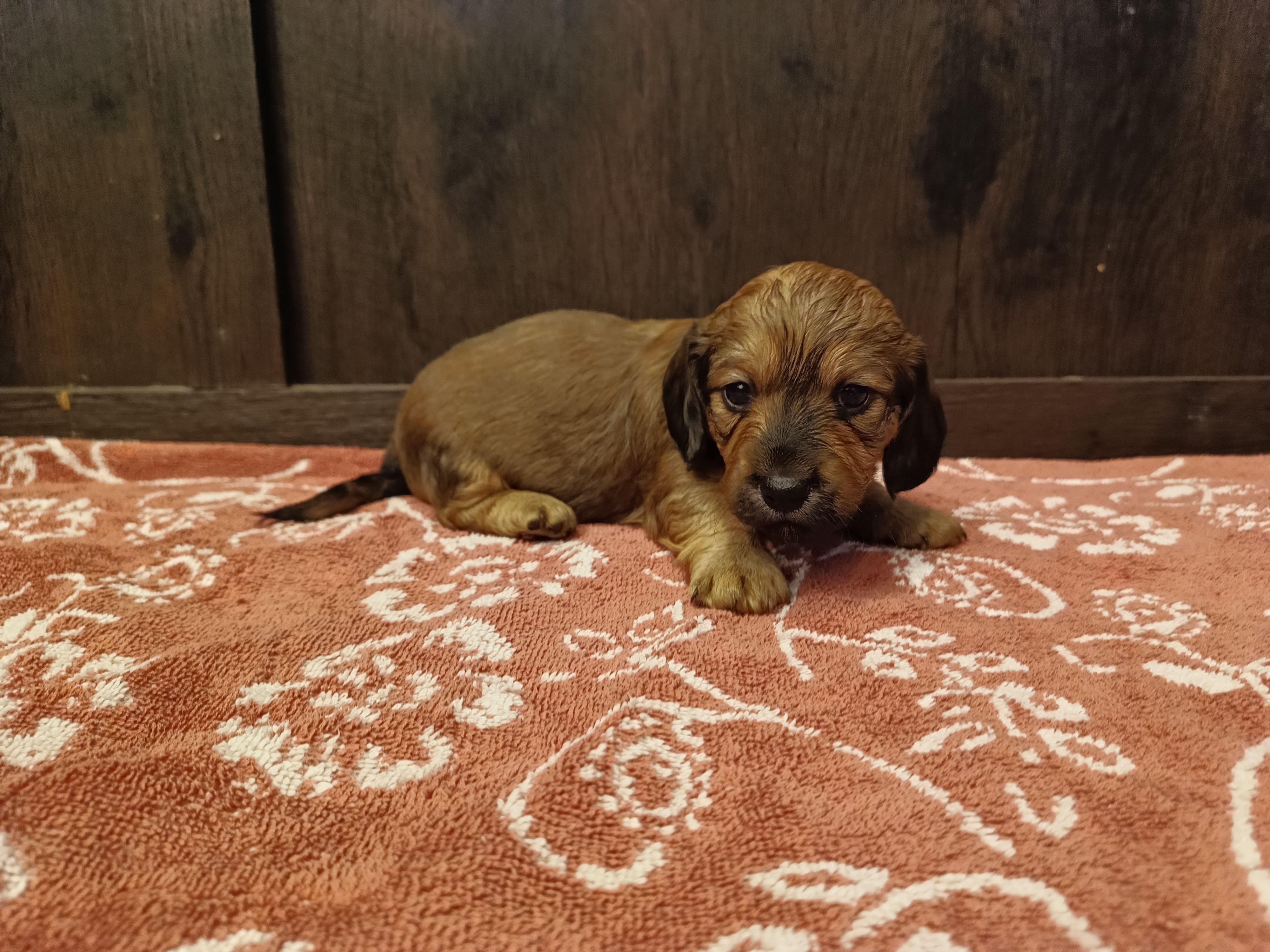 Brindle  – Miniature Dachshund puppy for sale in Mount Airy, NC