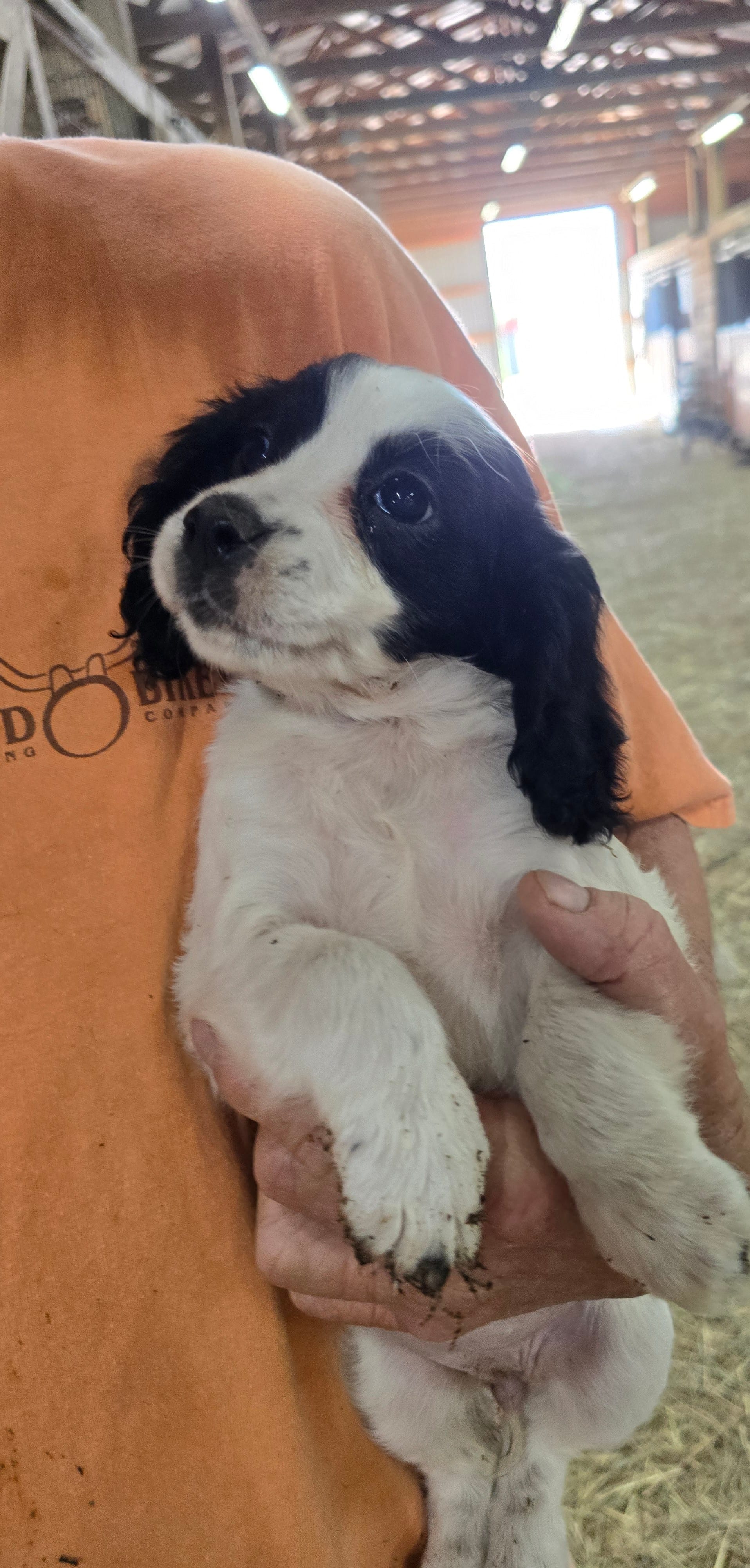 Toby – English Cocker Spaniel puppy for sale in Jeffersonville, KY