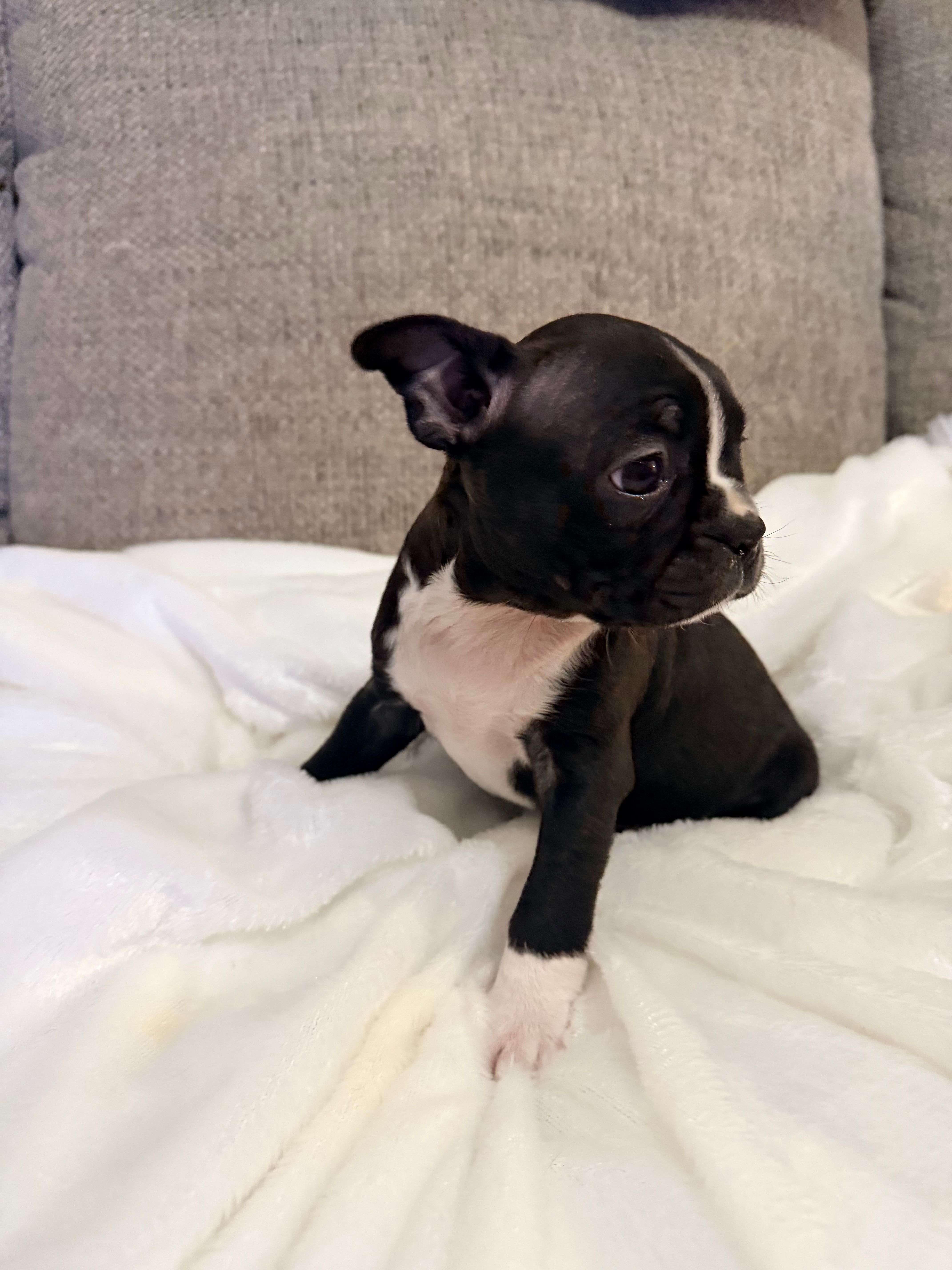 Lenny – Boston Terrier puppy for sale in Cincinnati, OH