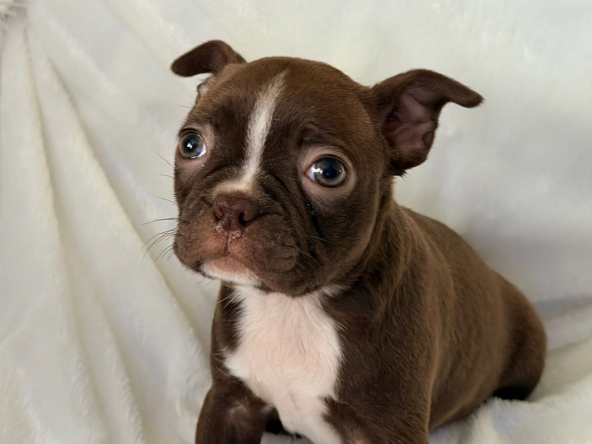 Hazel – Boston Terrier puppy for sale in Cincinnati, OH