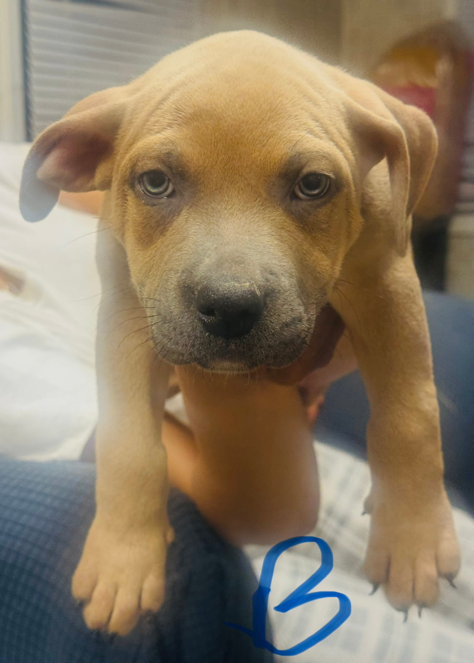 Bubba – American Bully puppy for sale in Lake Station, IN
