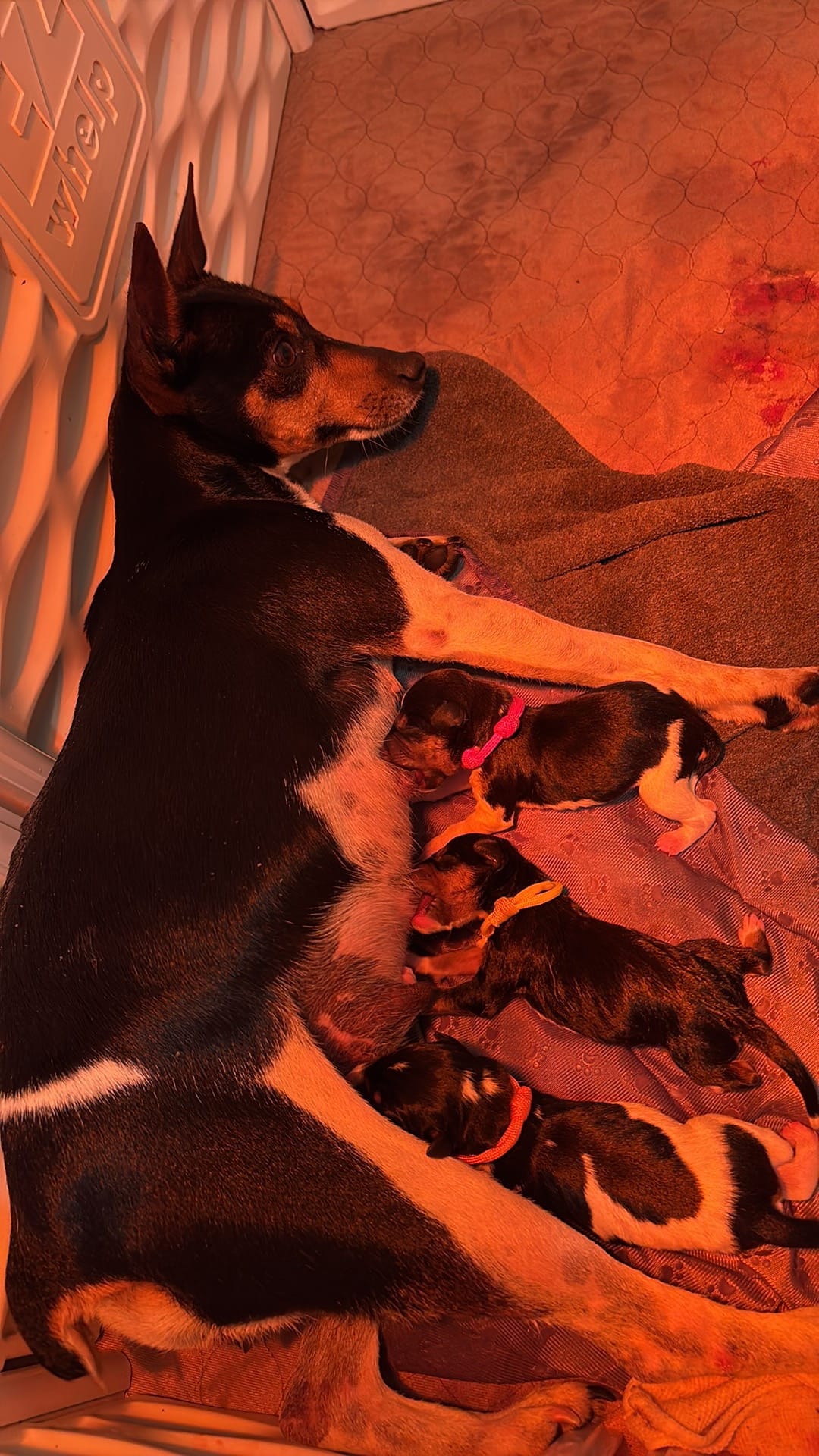 Boy – Rat Terrier puppy for sale in Varnville, SC