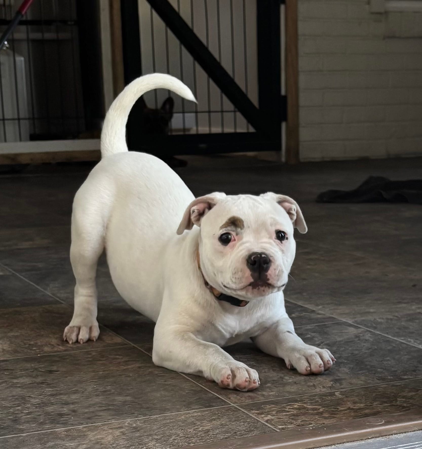 Fries – American Bulldog puppy for sale in Varnville, SC