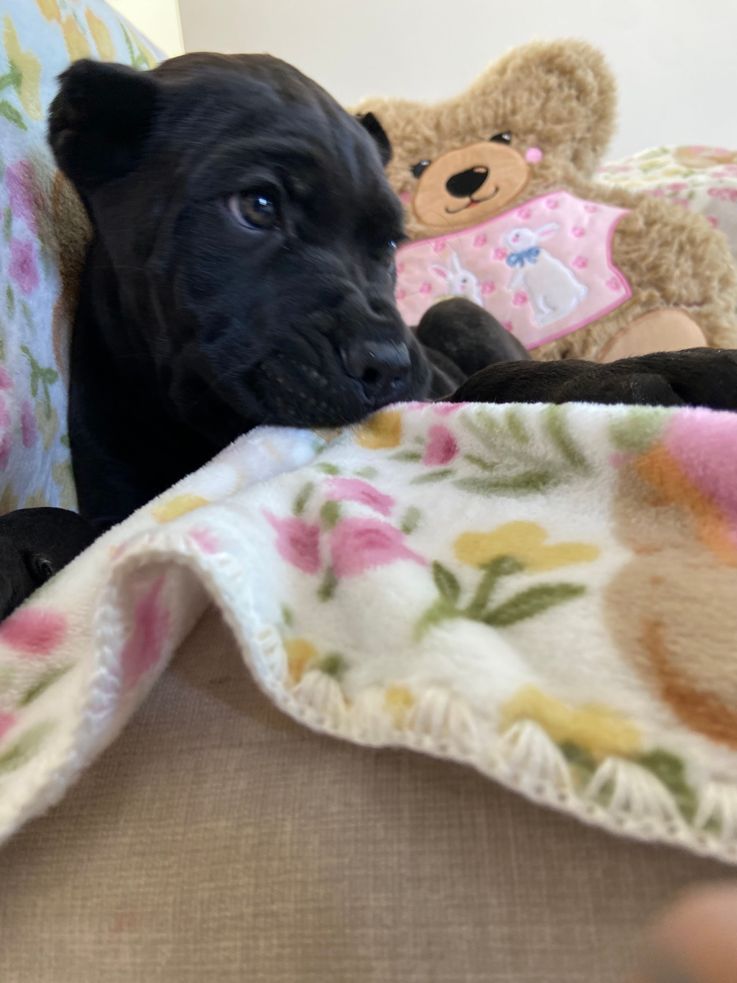 Hugo  – Cane Corso puppy for sale in Foley, MO