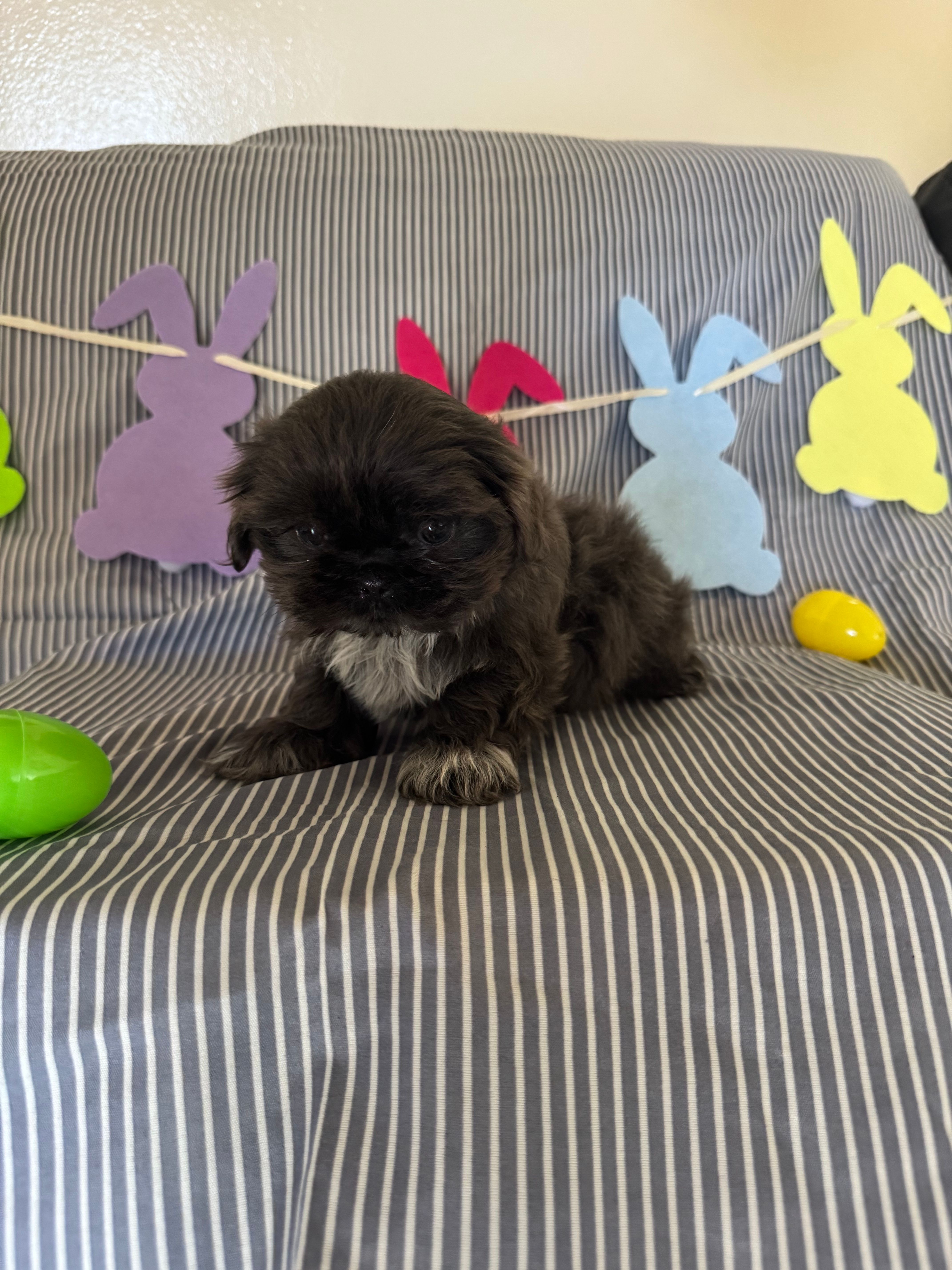Rosco – Shih Tzu puppy for sale in Downey, CA