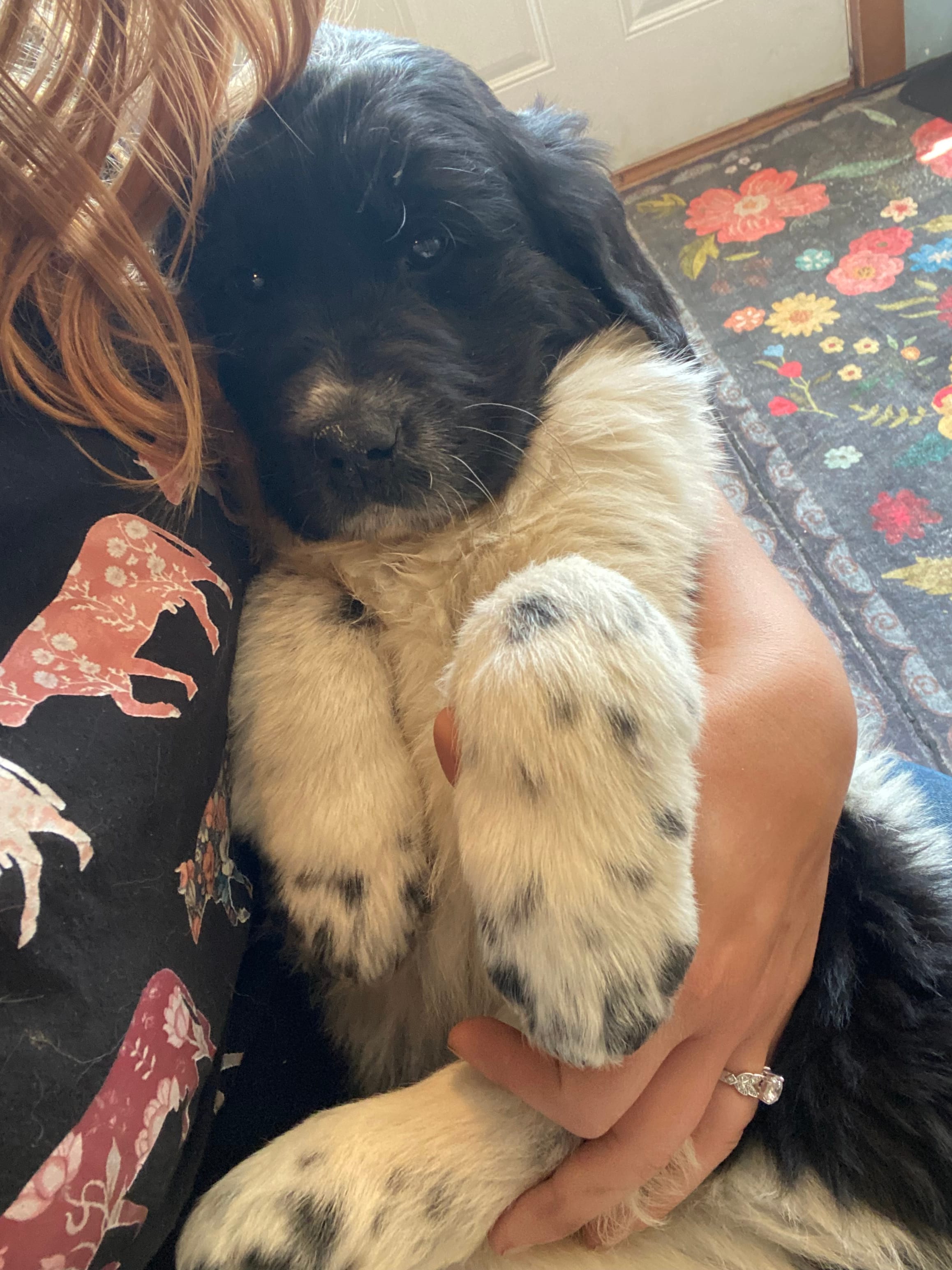 Mickey – Newfoundland, Golden Retriever puppy for sale in Brainerd, MN